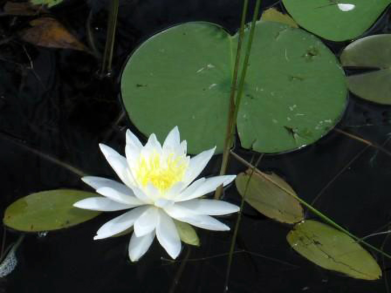 WATER LILY.png
