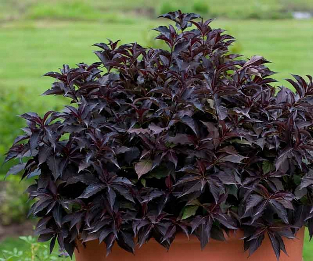 WEIGELA - SPILLED WINE.png