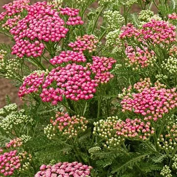 YARROW.jpeg