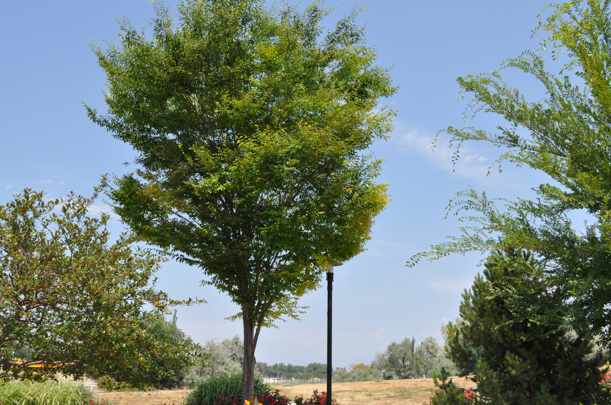 ZELKOVA- GREEN VASE.png