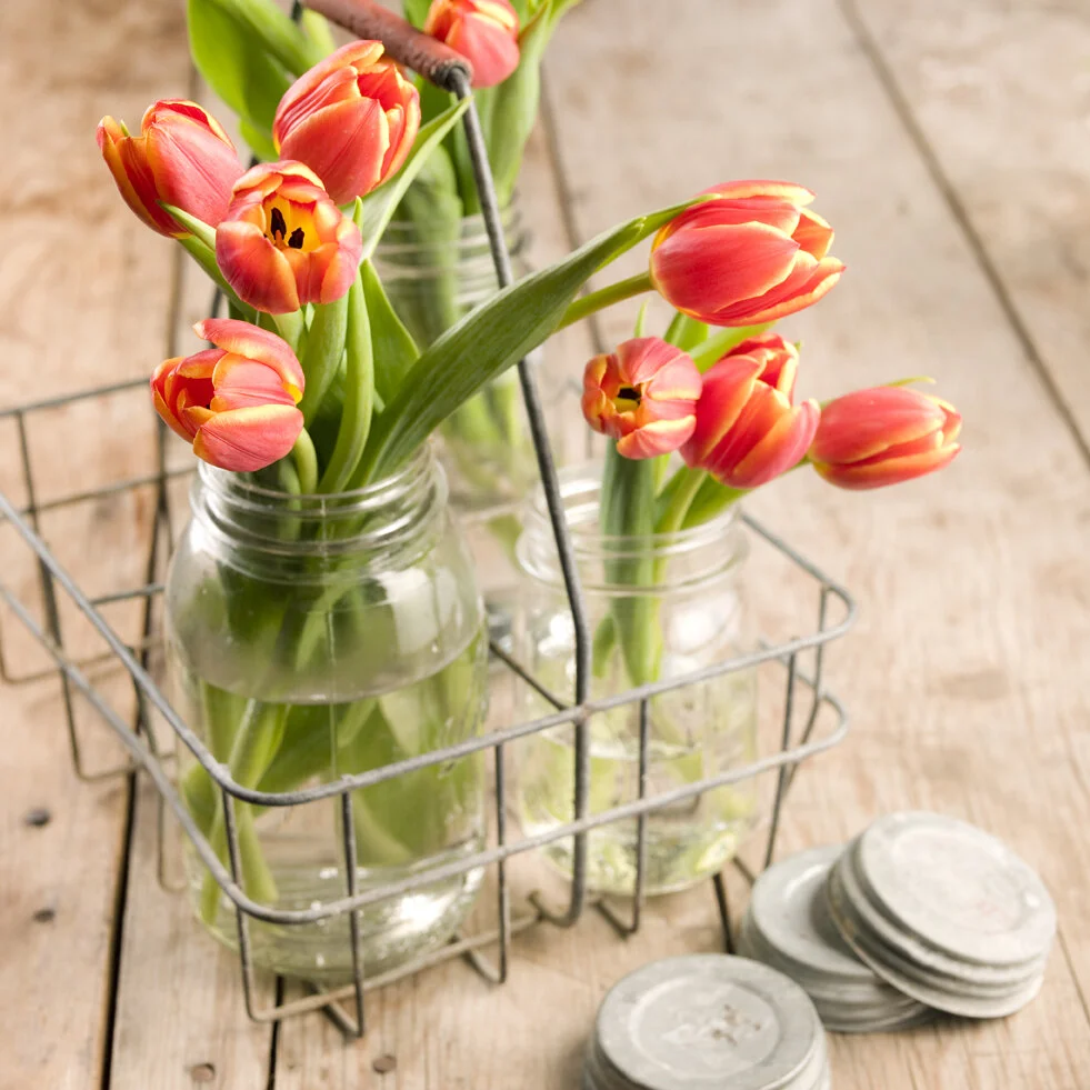 tulips-036888.jpg