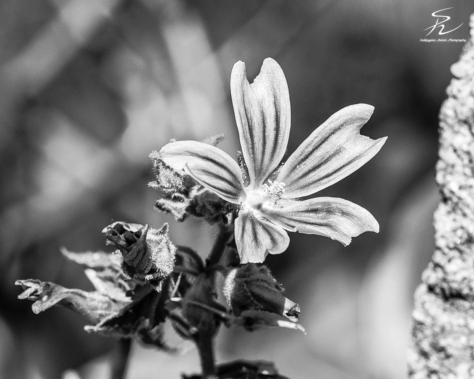 Macro Practice  - 013-Edit.jpg
