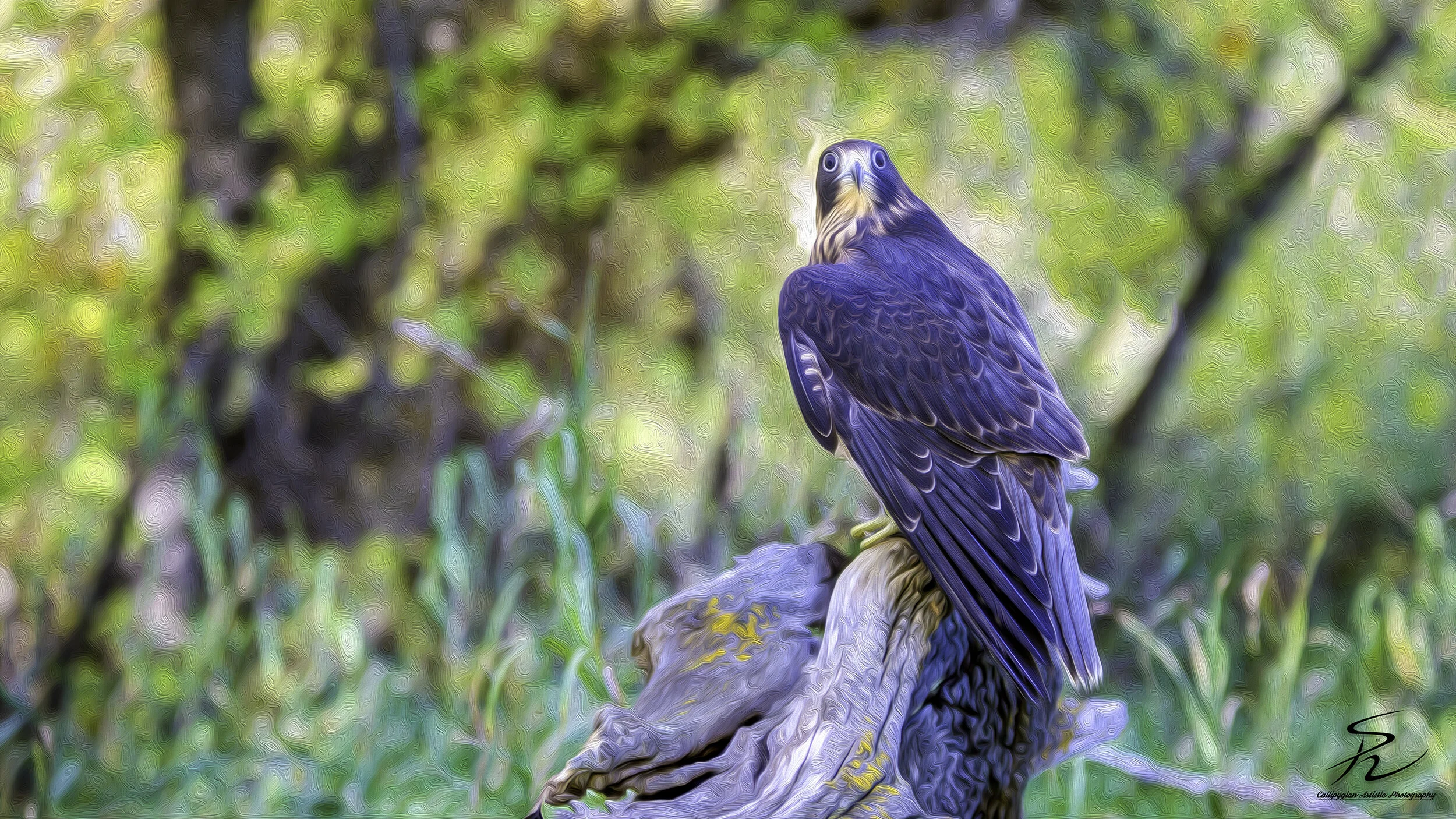 Wild Bird Class Oct 2017-1520-Edit-Edit.jpg