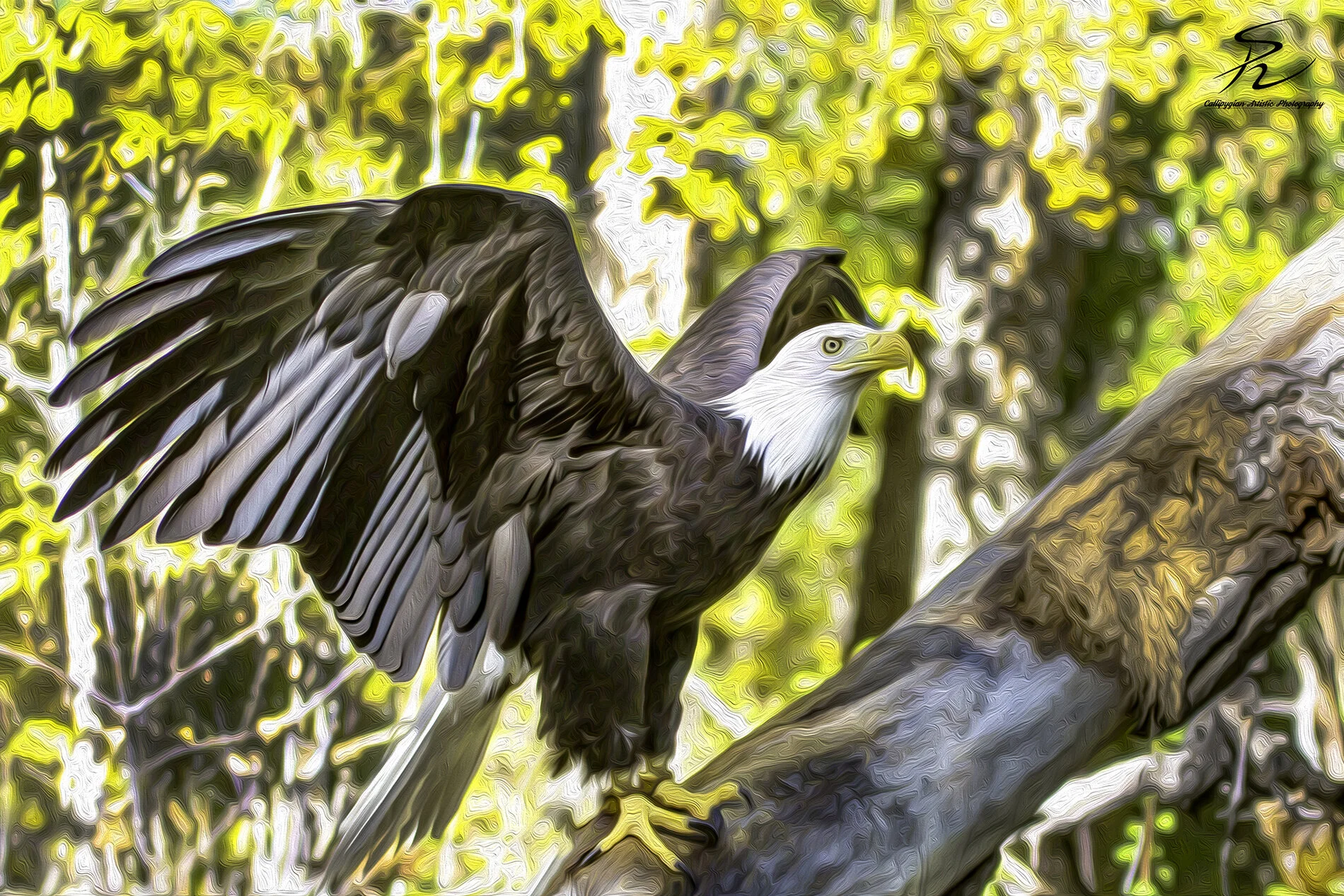 Wild Bird Class Oct 2017-1815-Edit-2-Edit-Edit.jpg