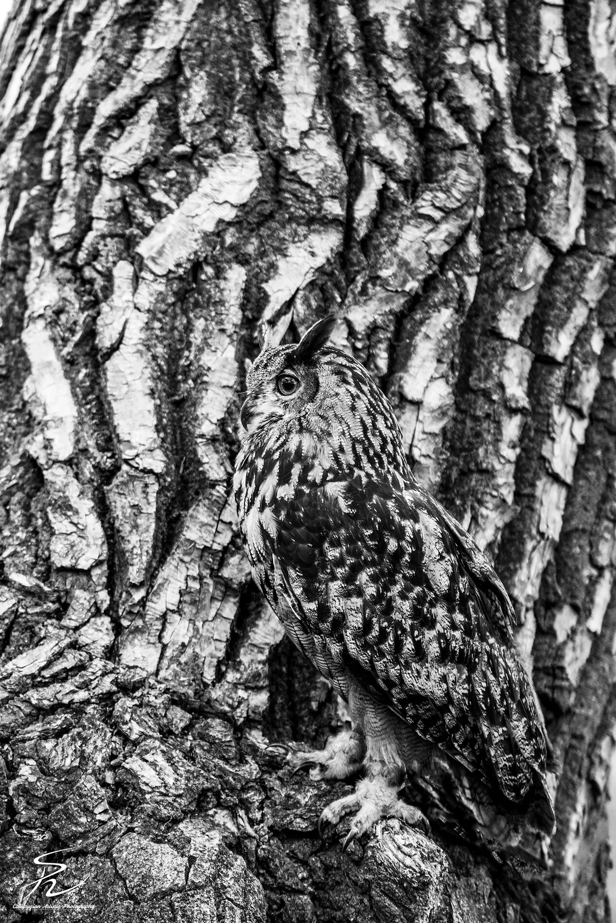 Wild Bird Class Oct 2017-171-Edit.jpg