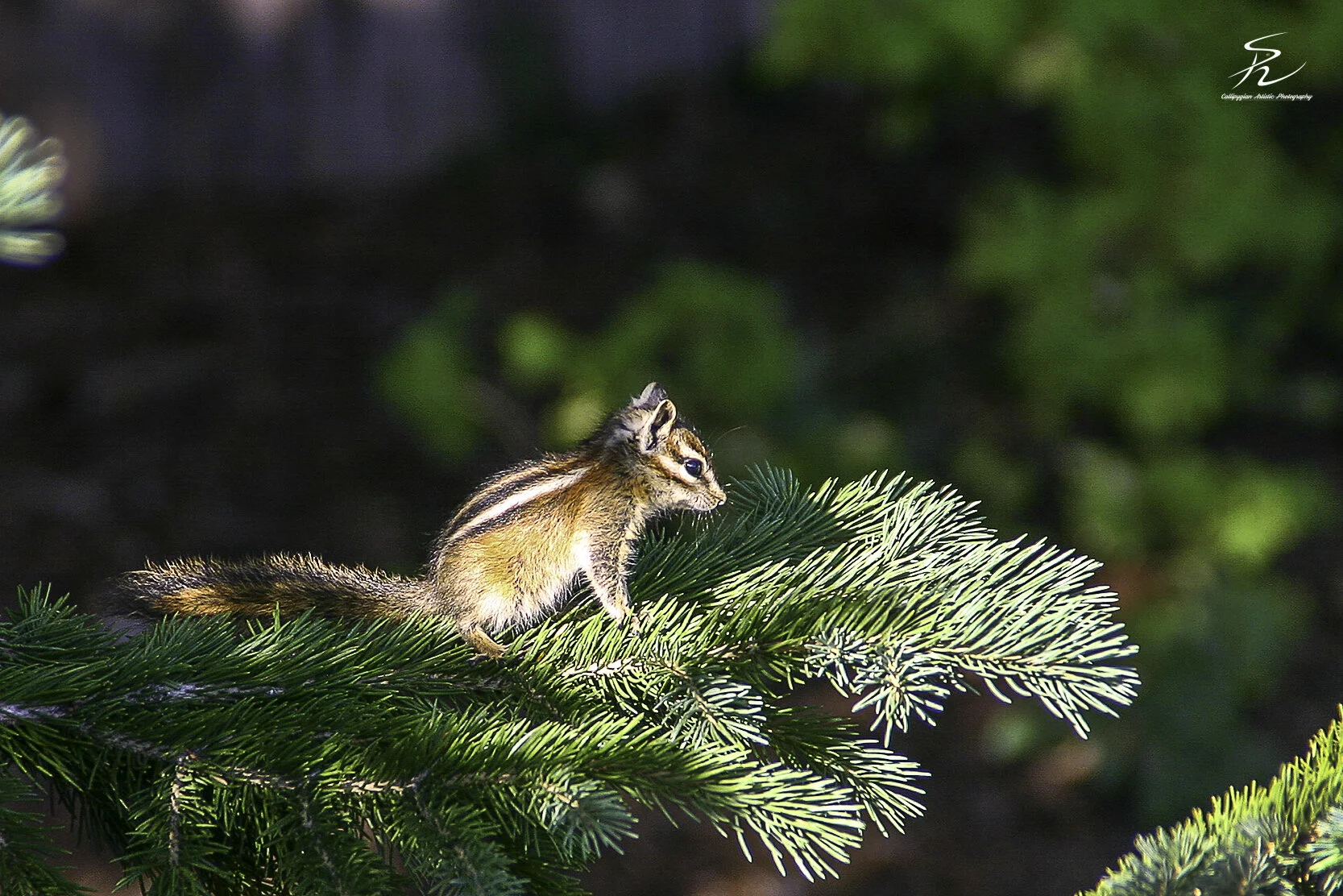 Hunting  August 28, 2007  0010-Edit.jpg