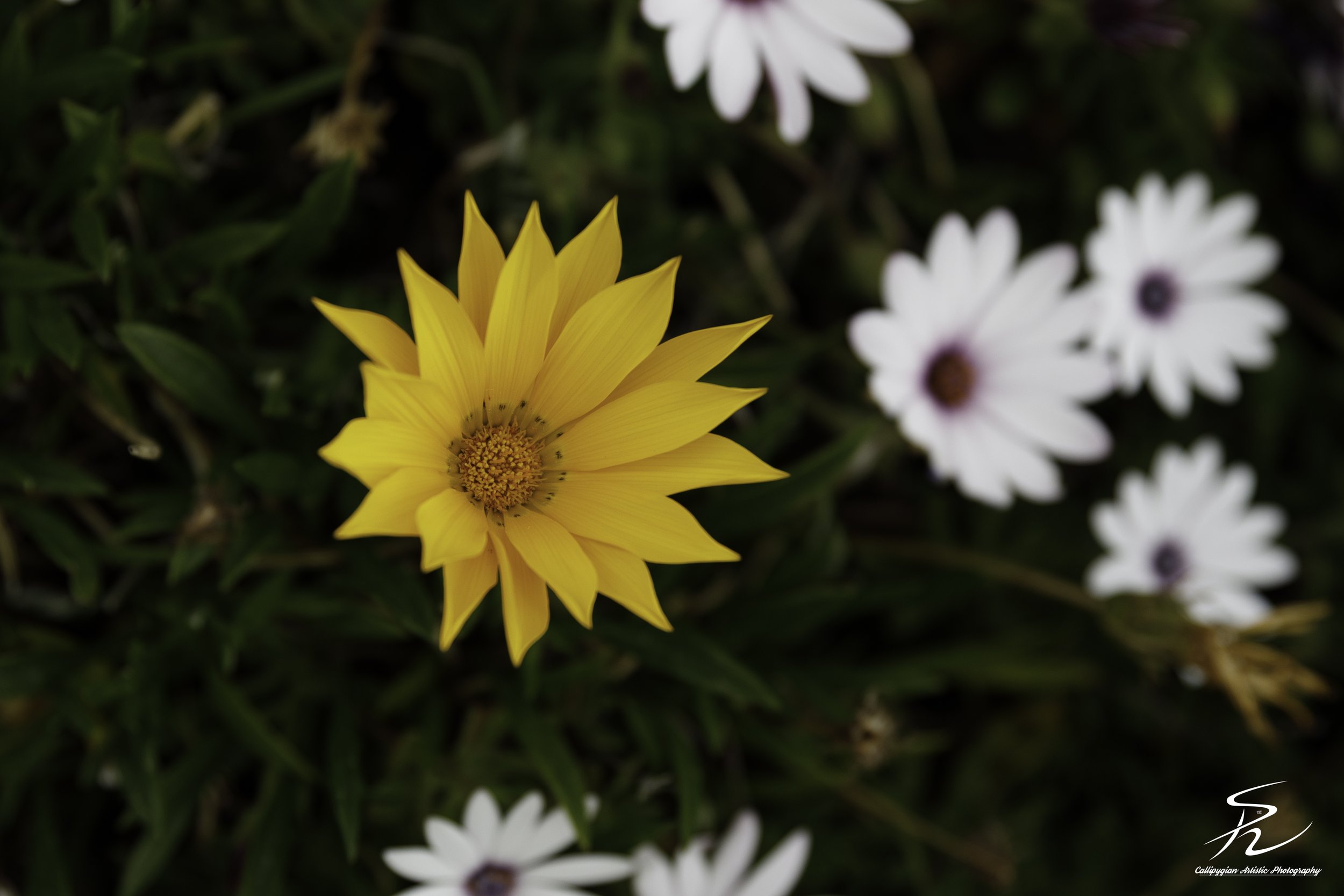Gazania Linearis the Aster Family