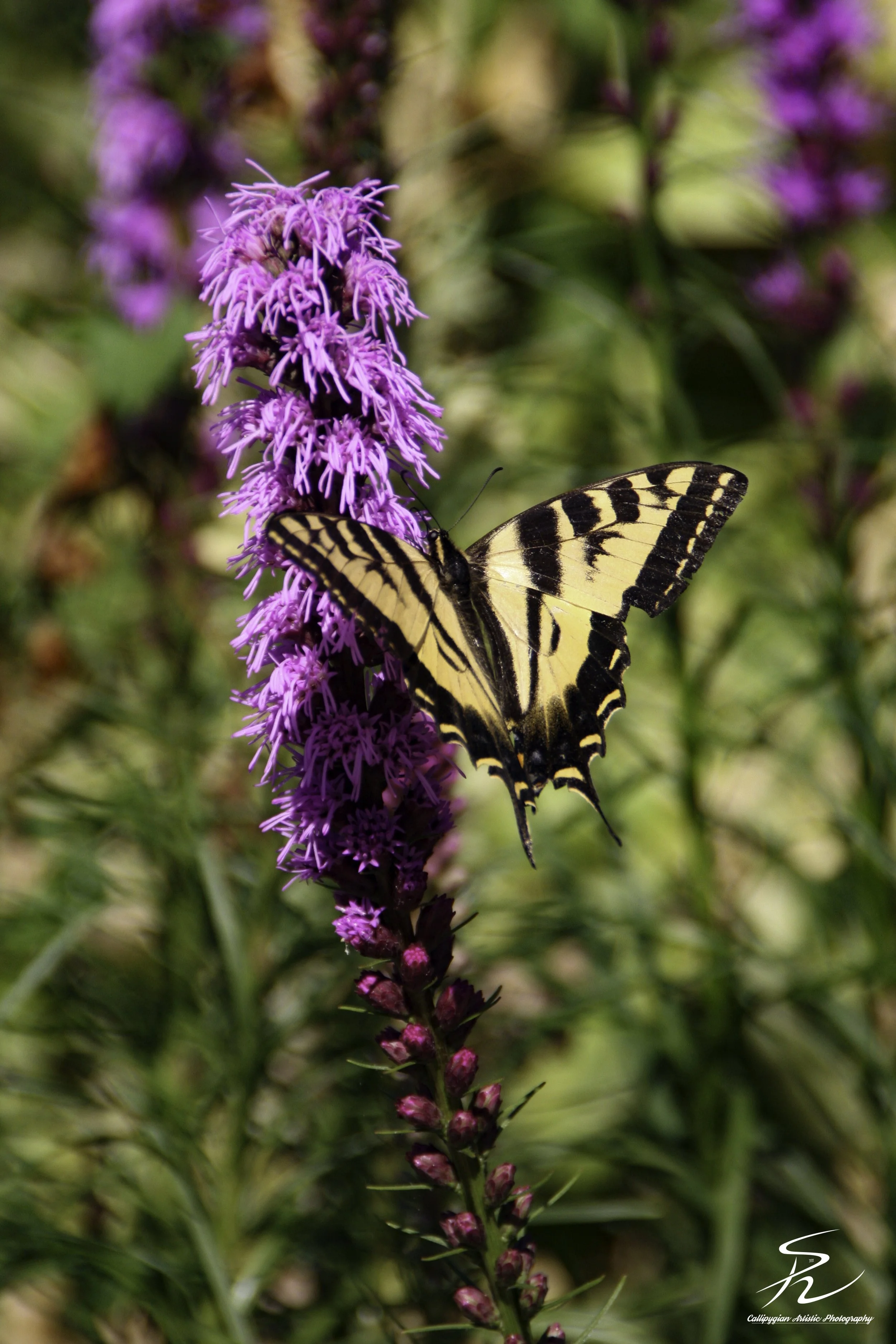 Rocky Mountain Gayfeather