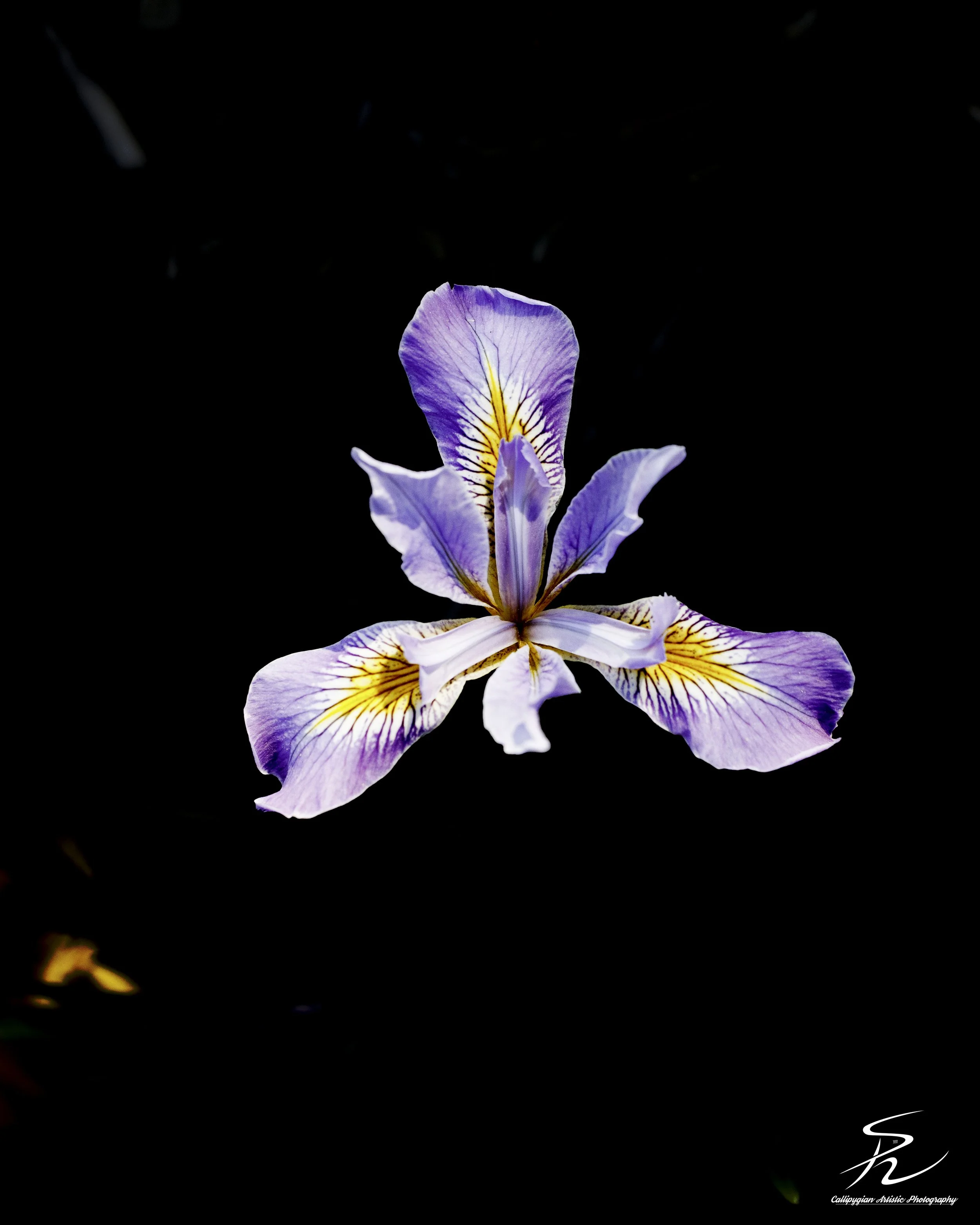 Northern Blue Flag Iris