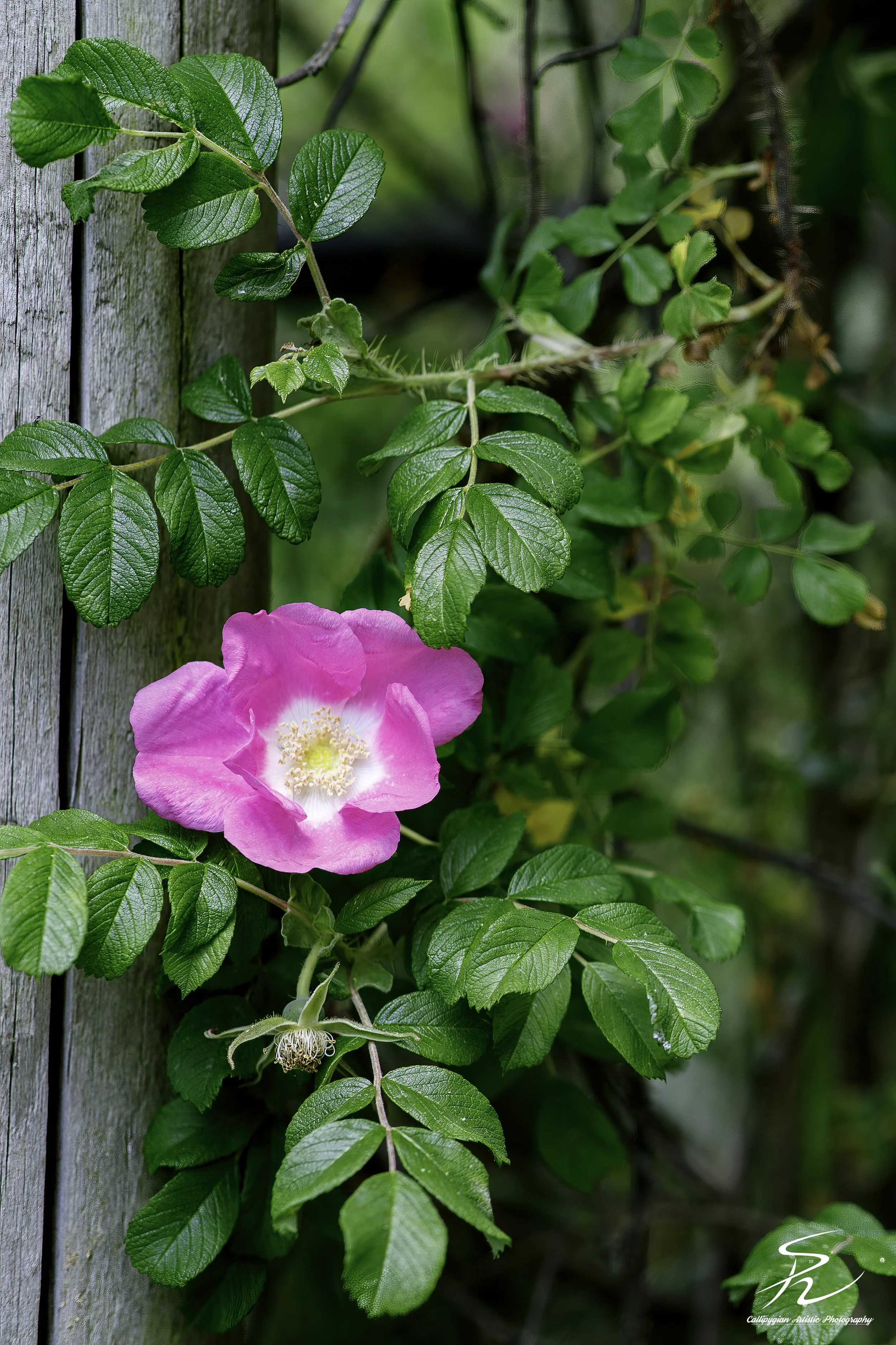 Dog Rose