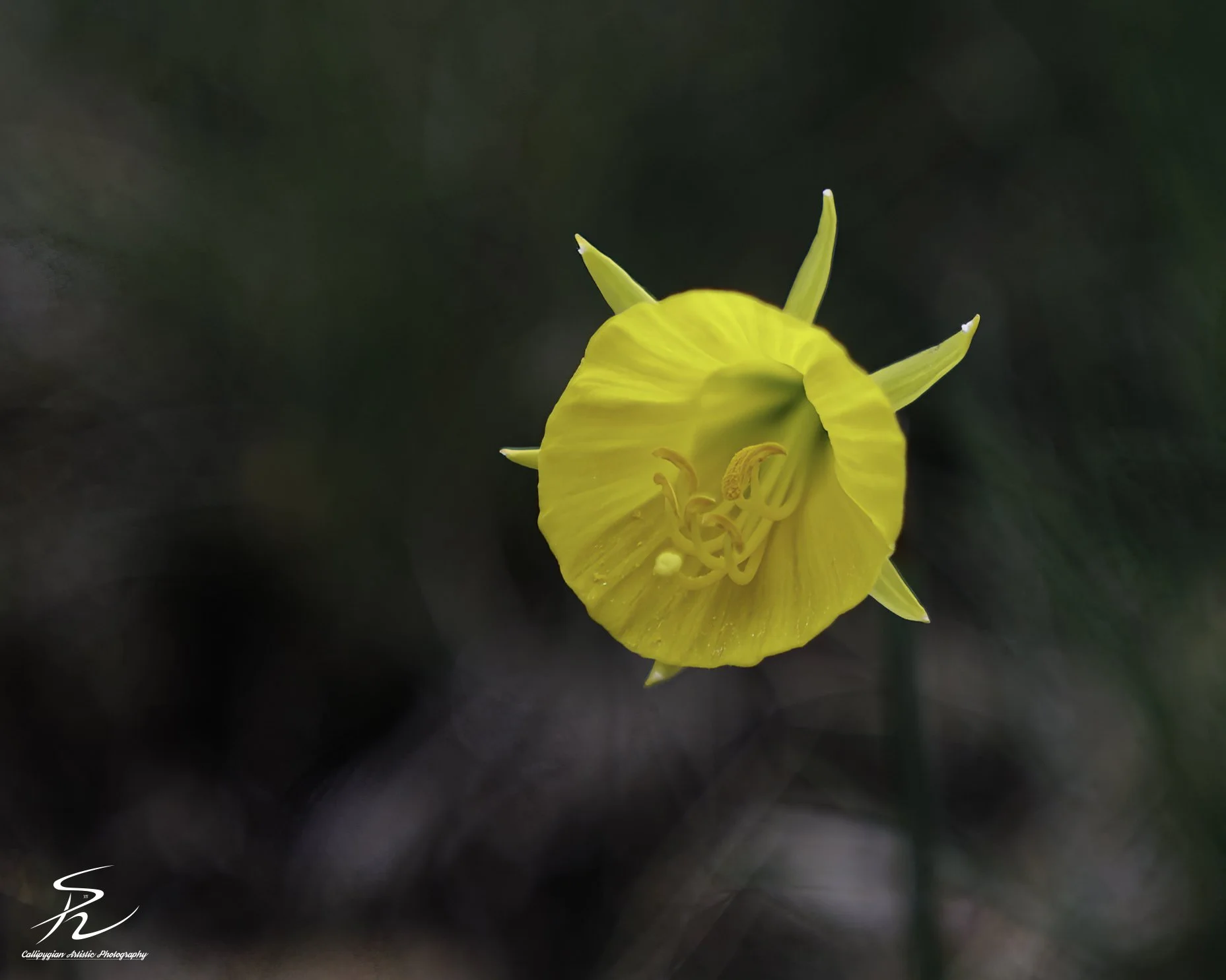 Petticoat Daffodil