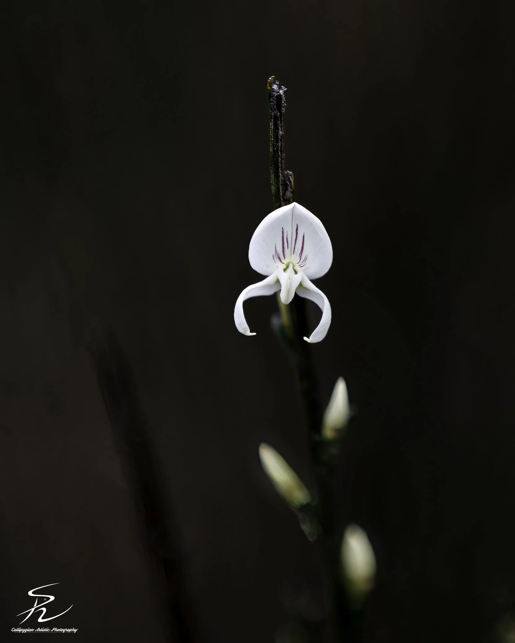Venus Slipper Orchid