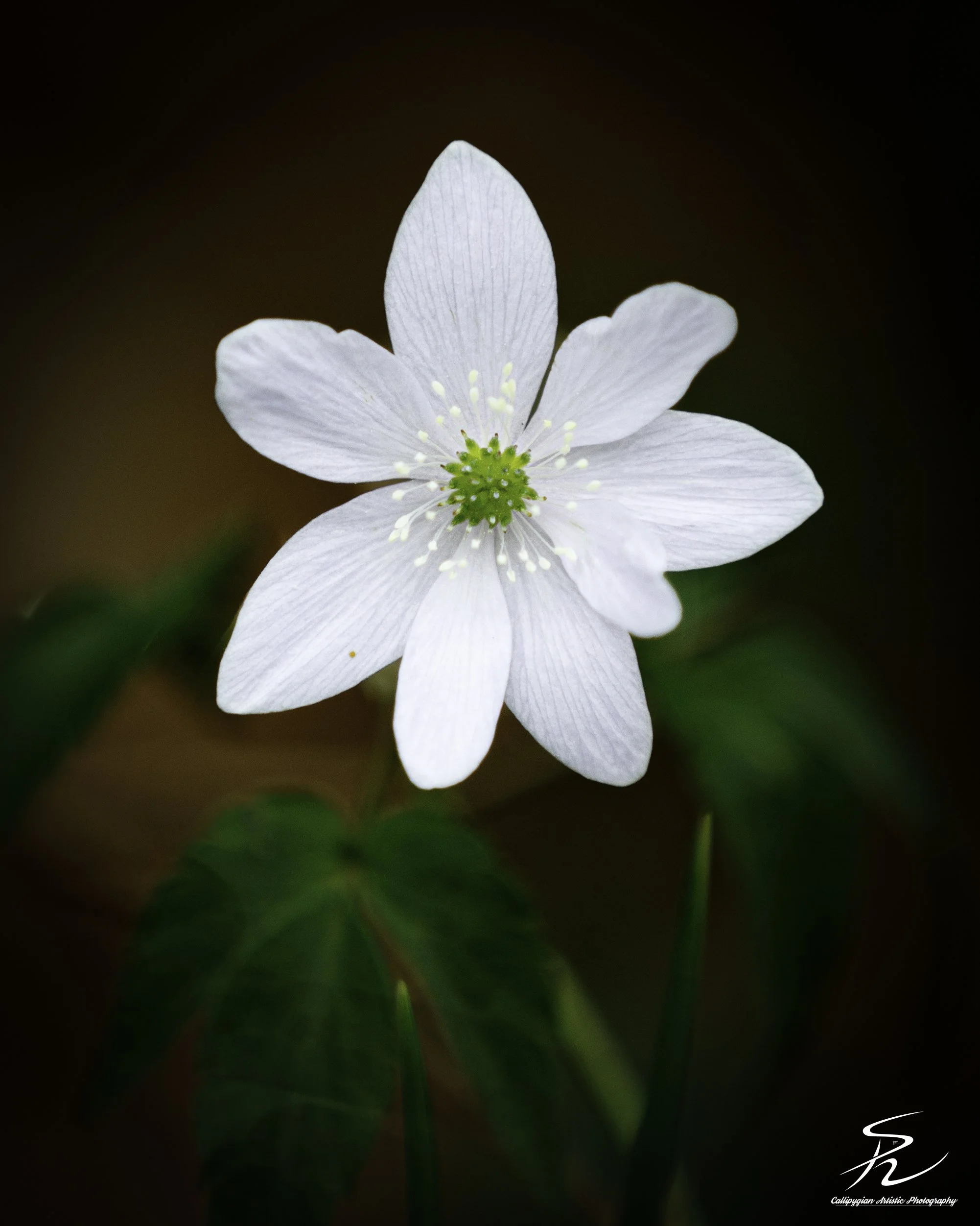 Wood Anemone