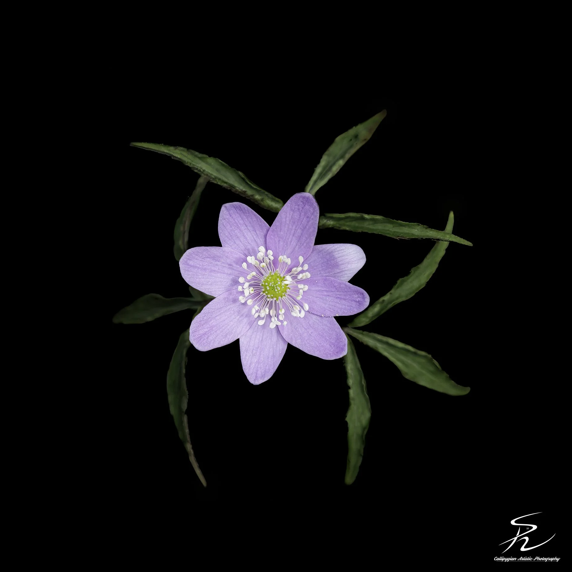 Hepatica