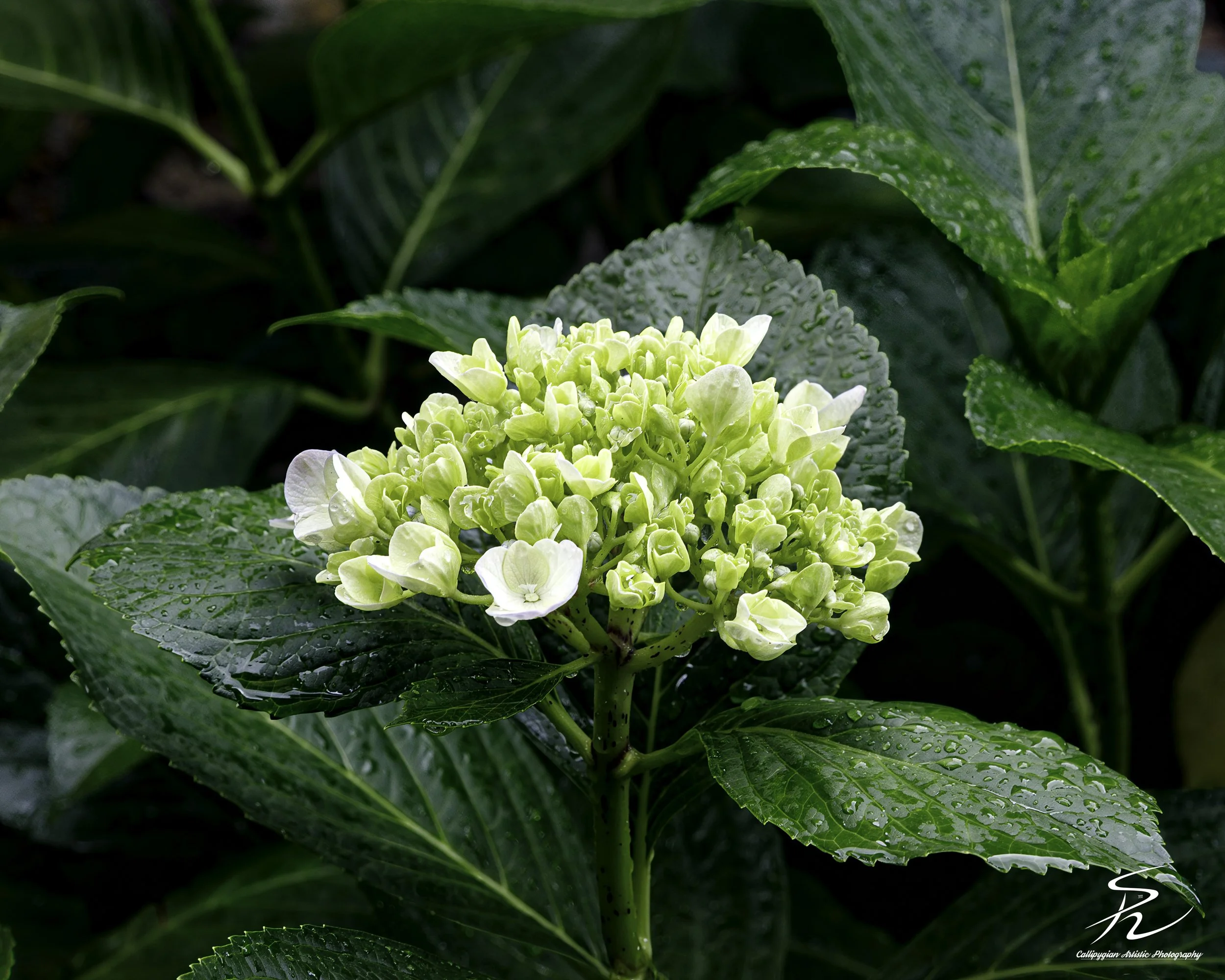 Hydrangea