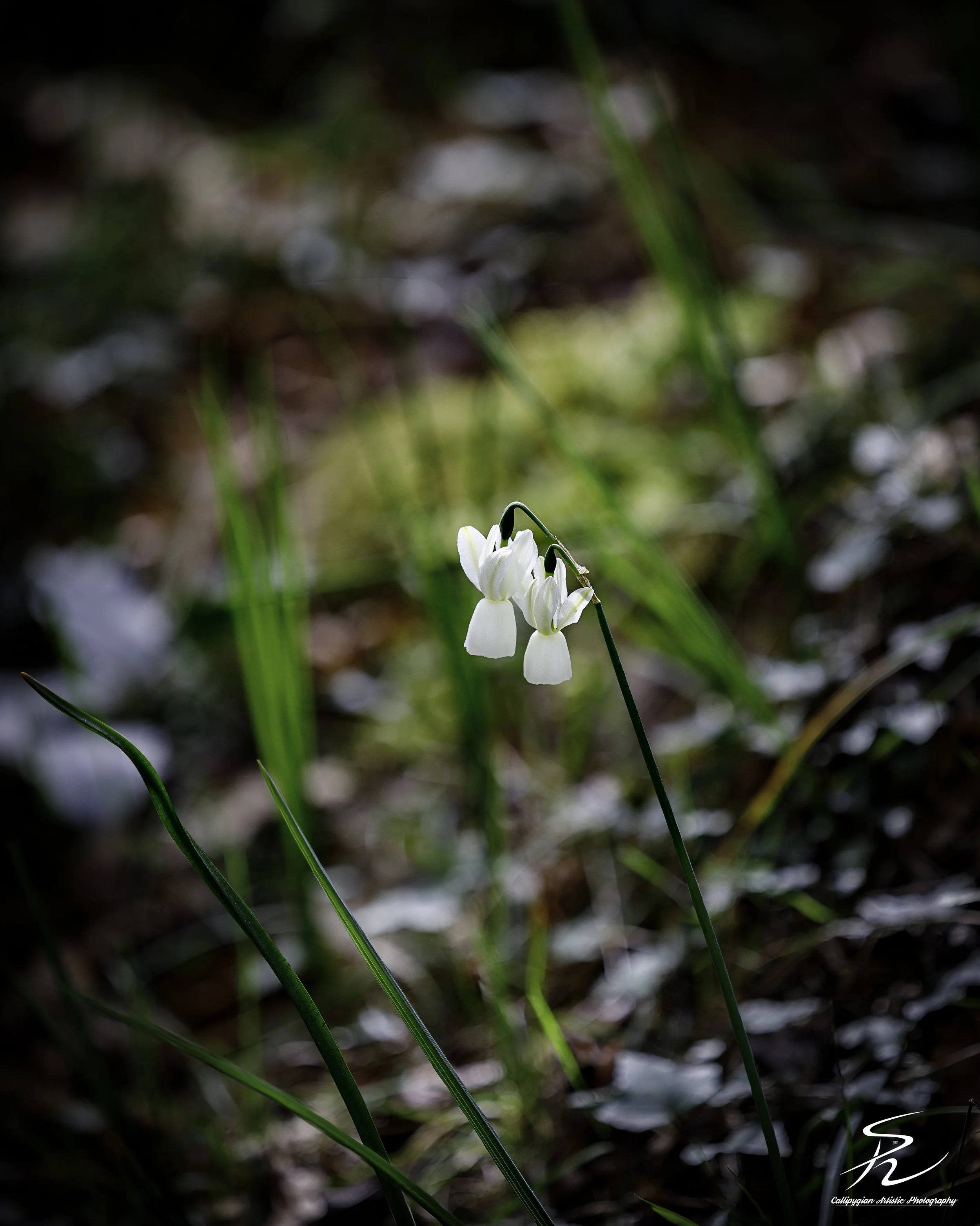 Snow Drop