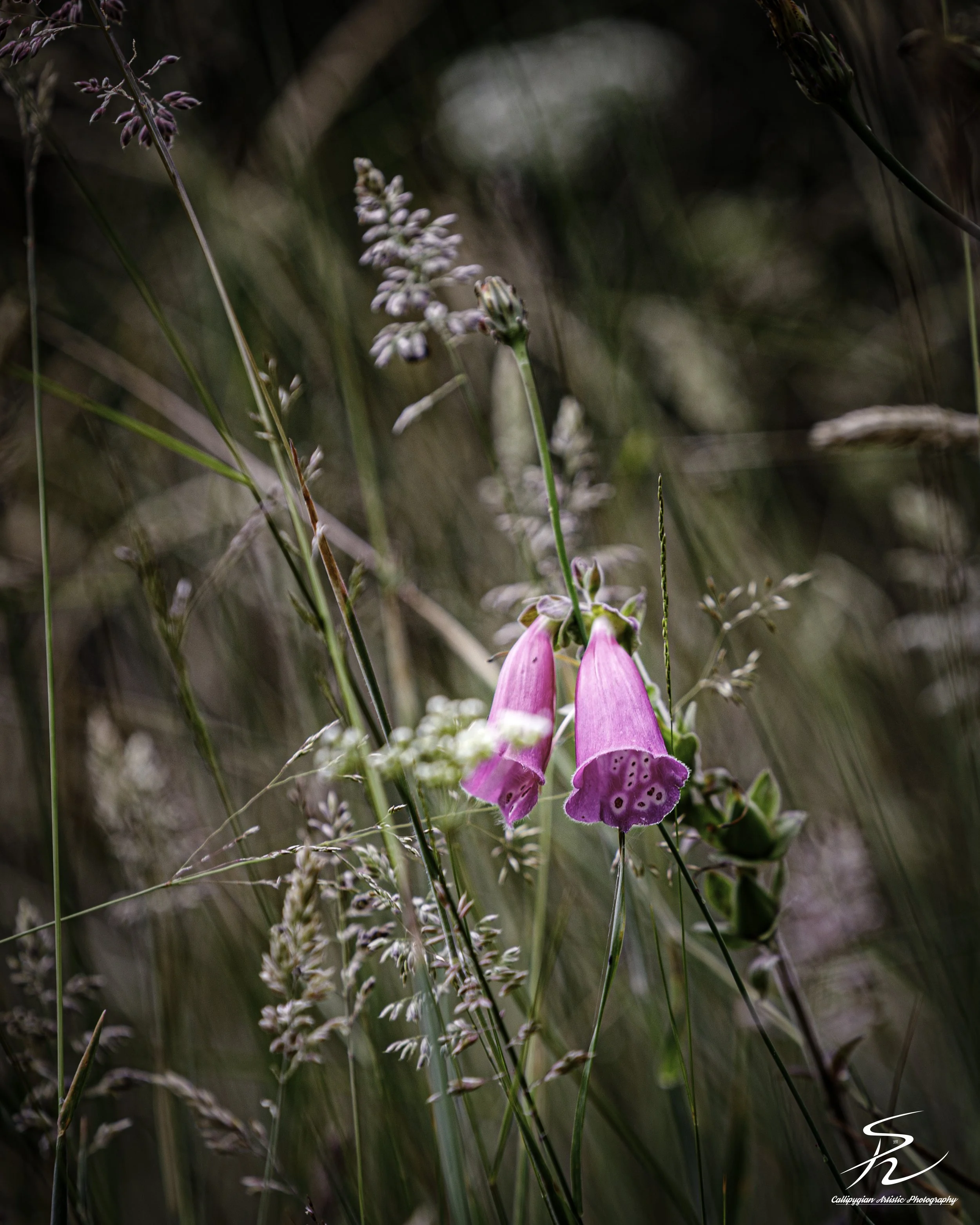 Foxglove