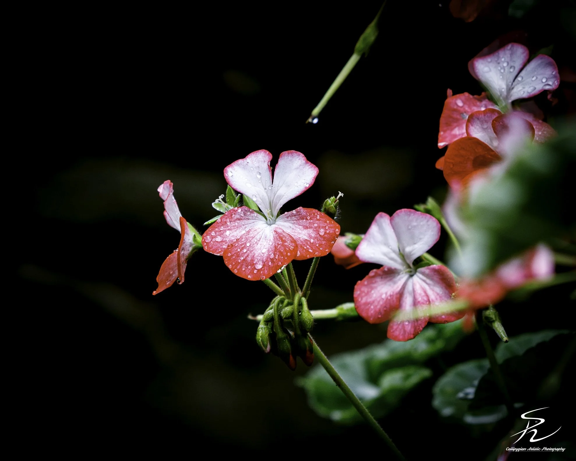 Geranium