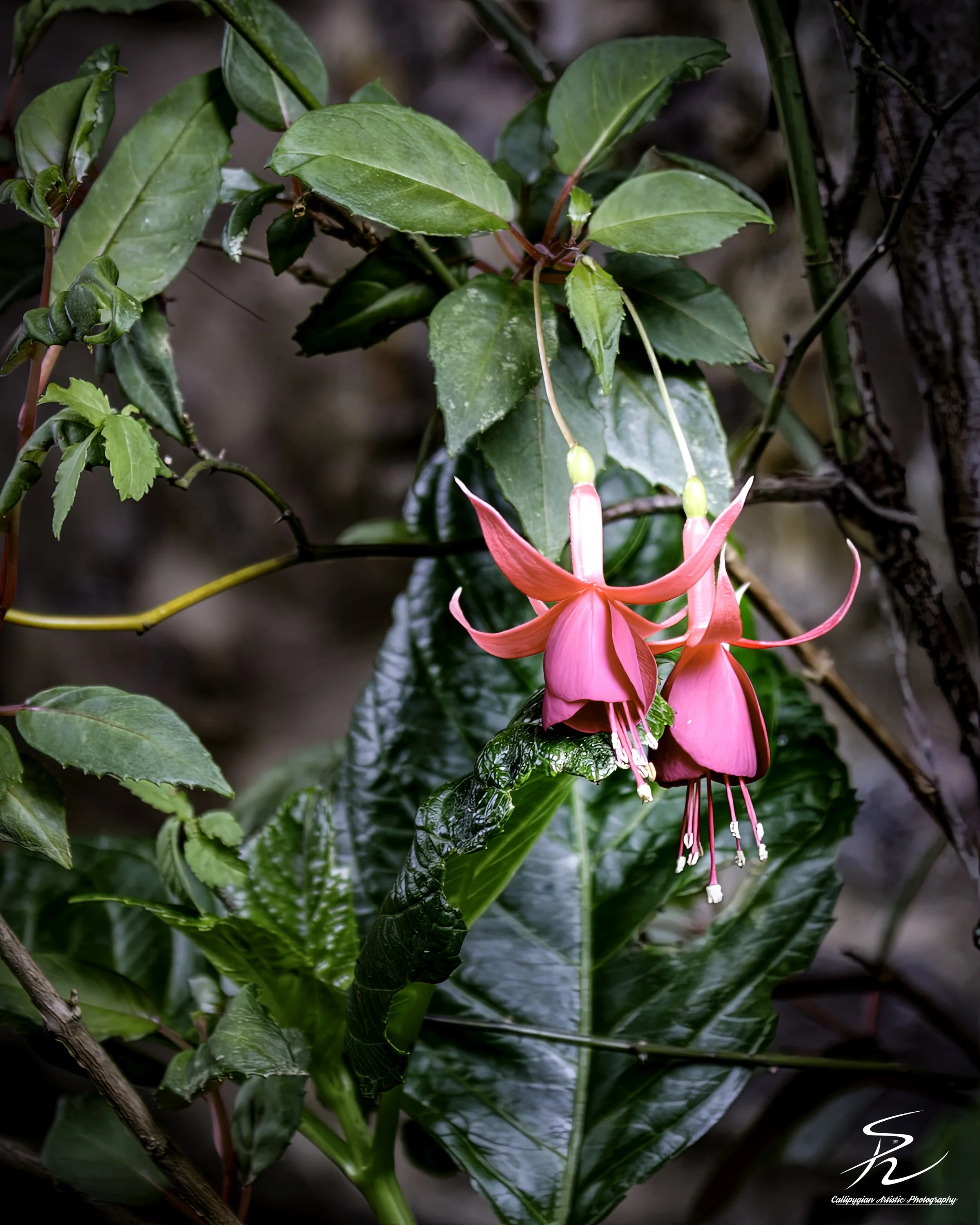Hardy Fuchsia