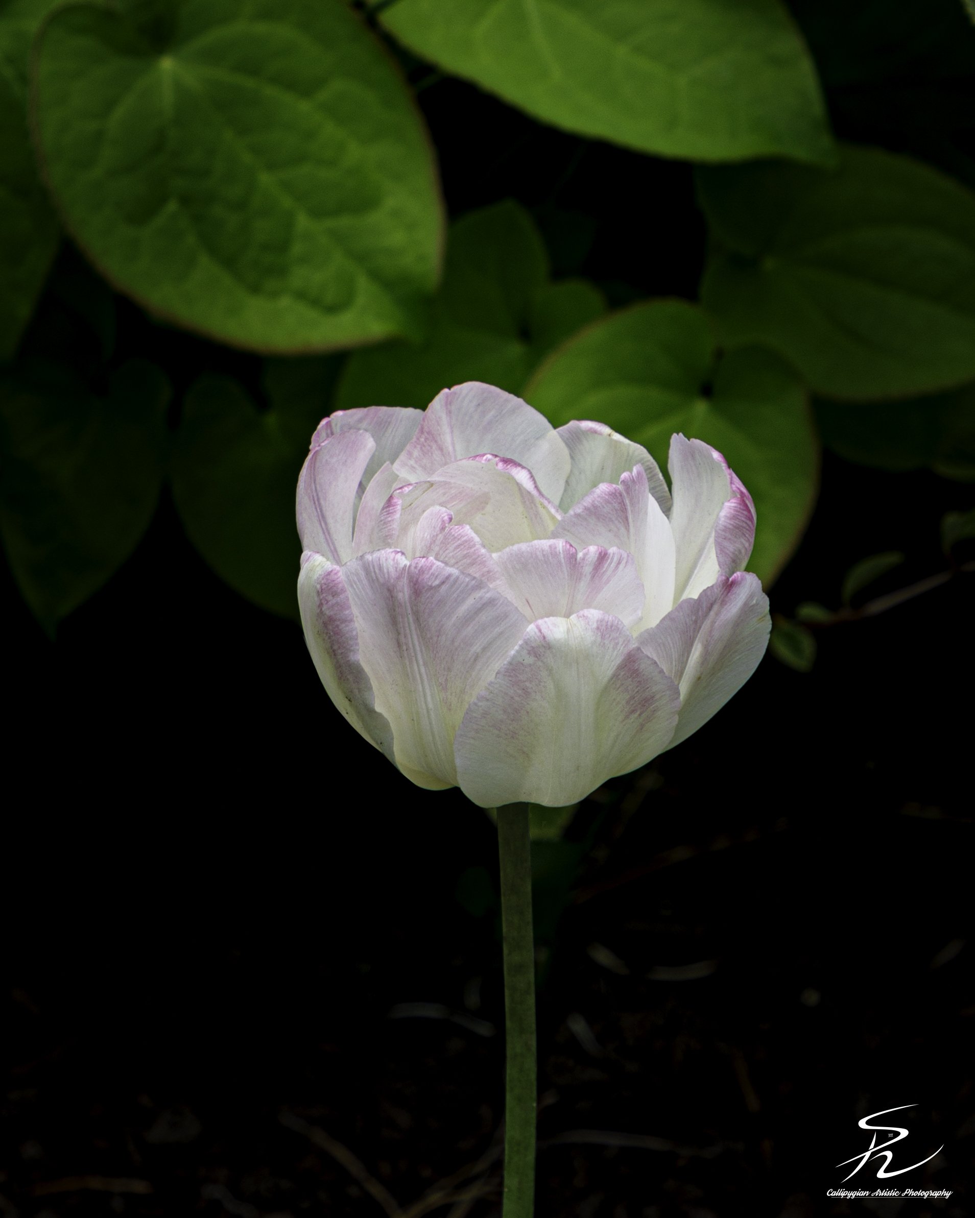 Indian Lotus