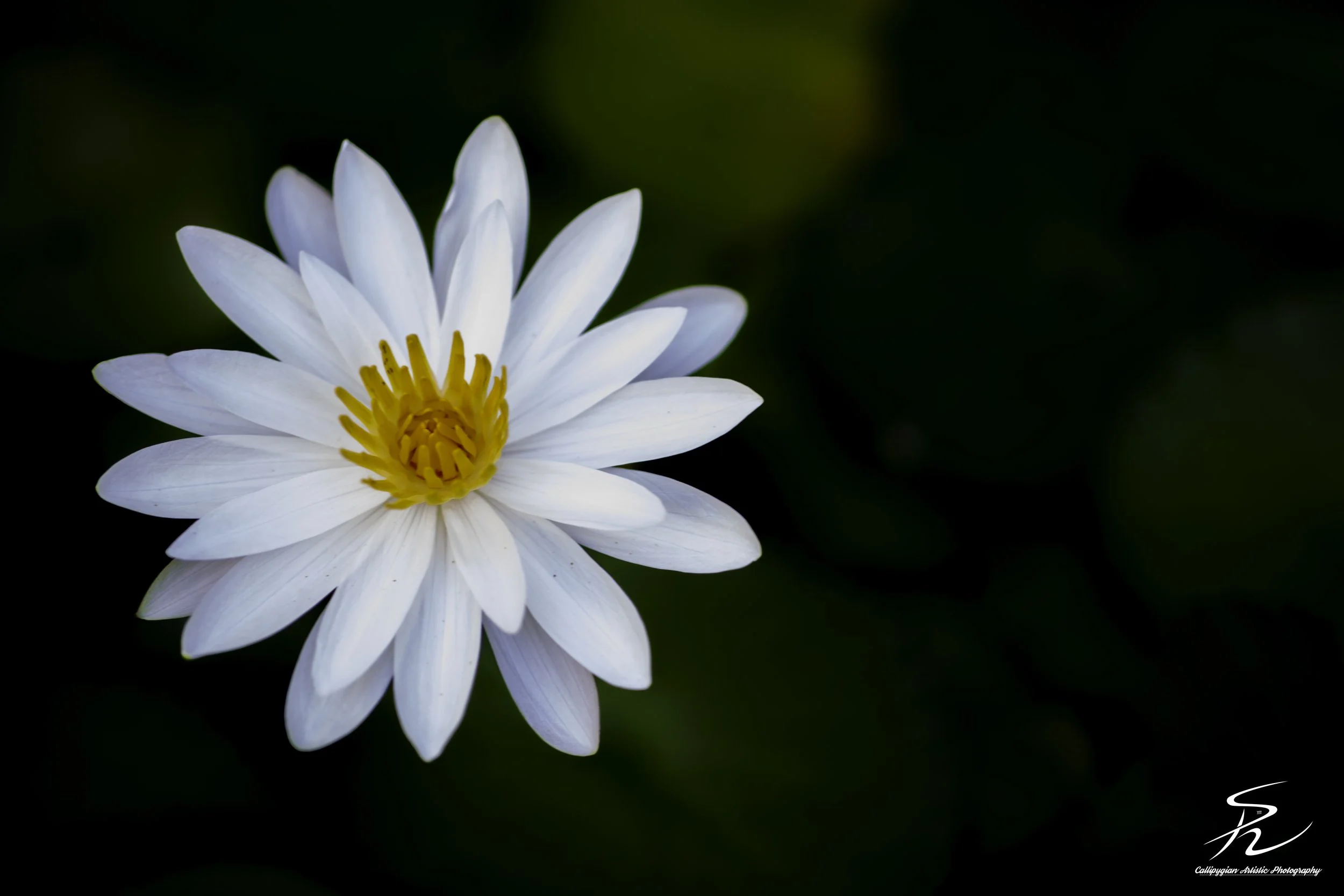 Water Lily
