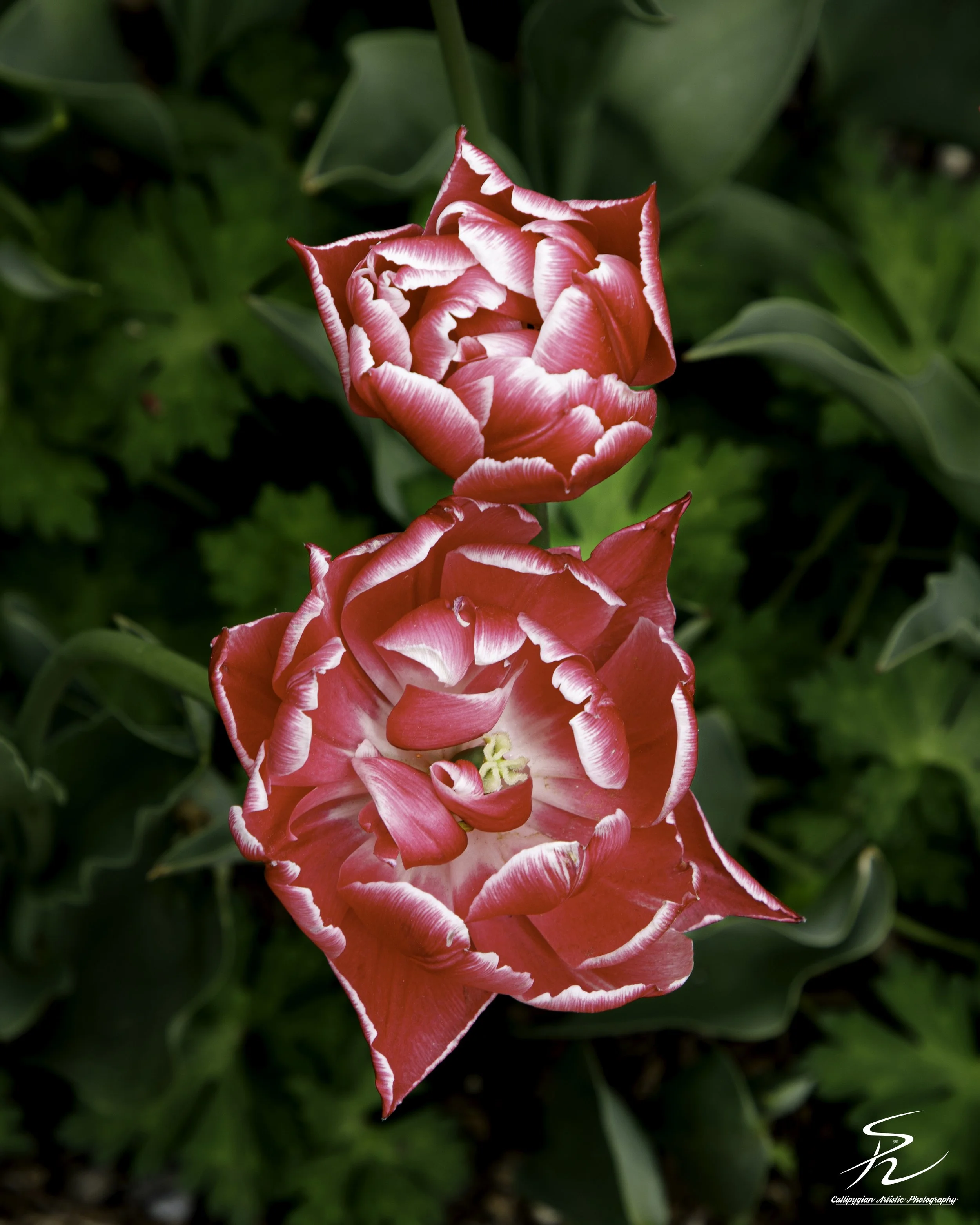 Columbus Tulip