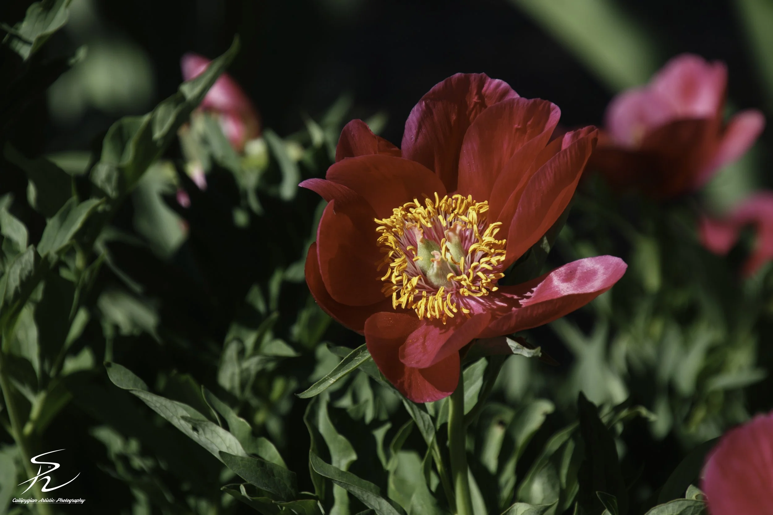 Common Peony
