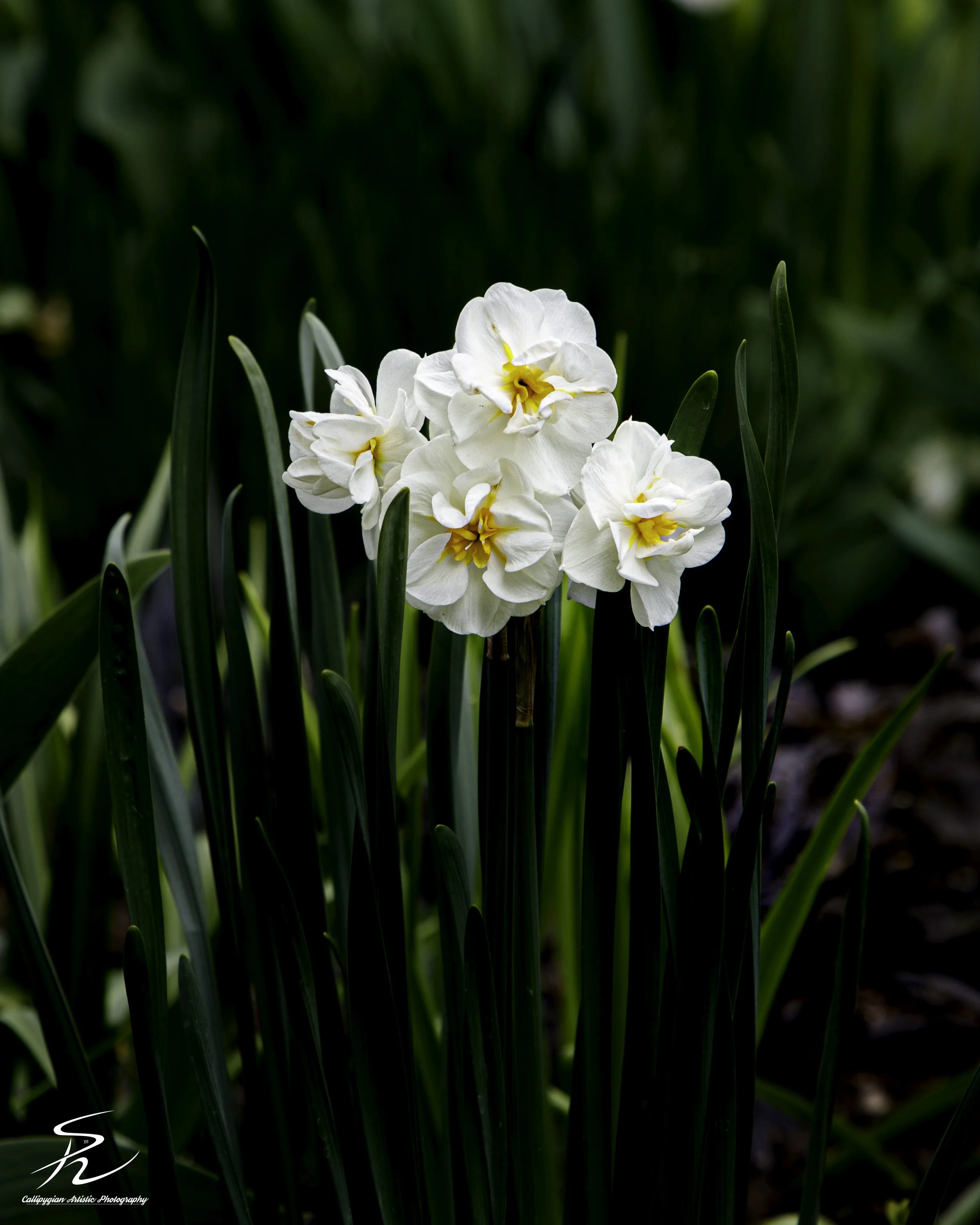 Narcissus