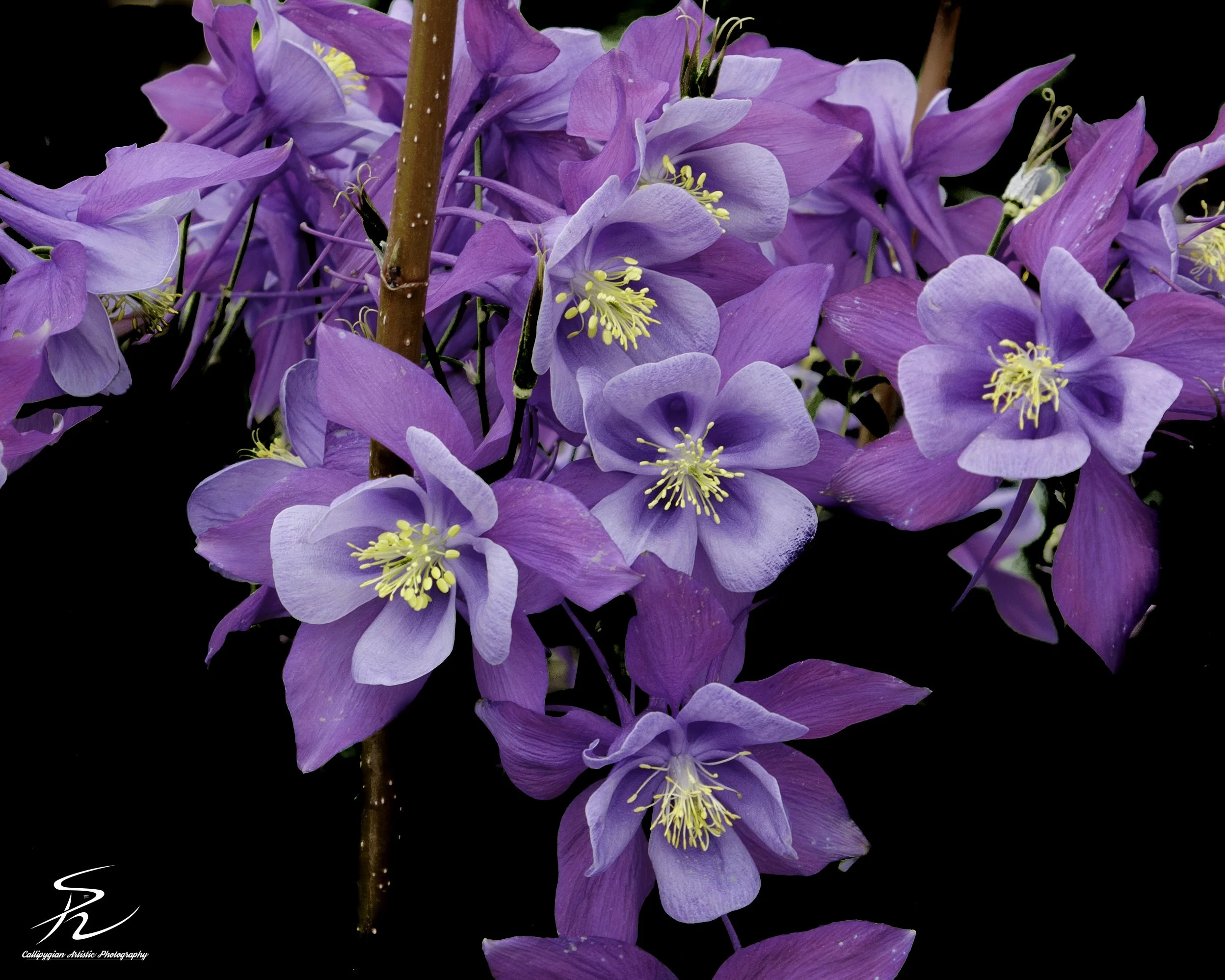 Columbine