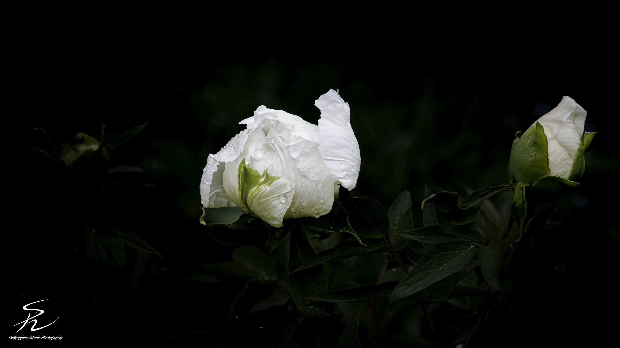White Rose