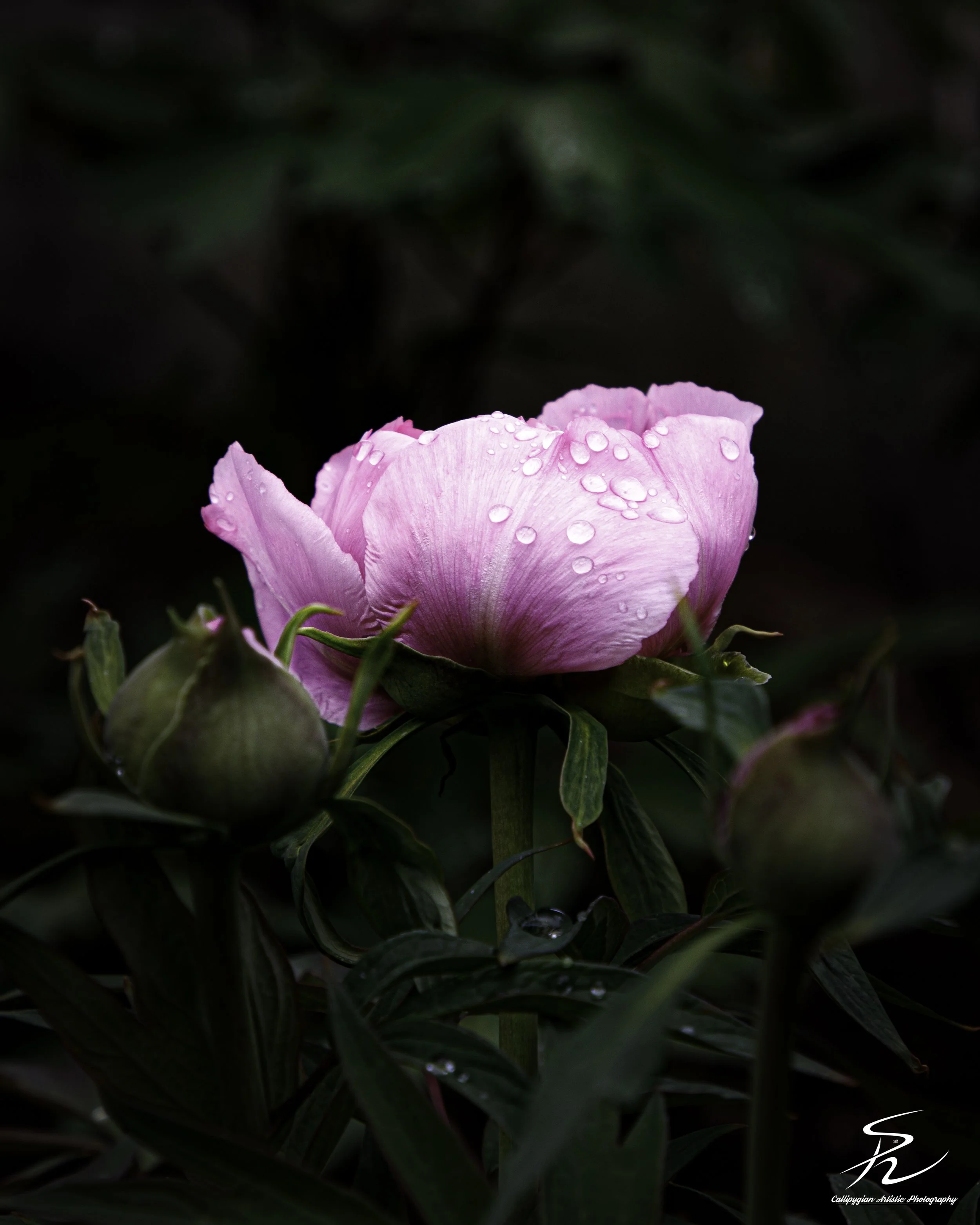Pink Rose