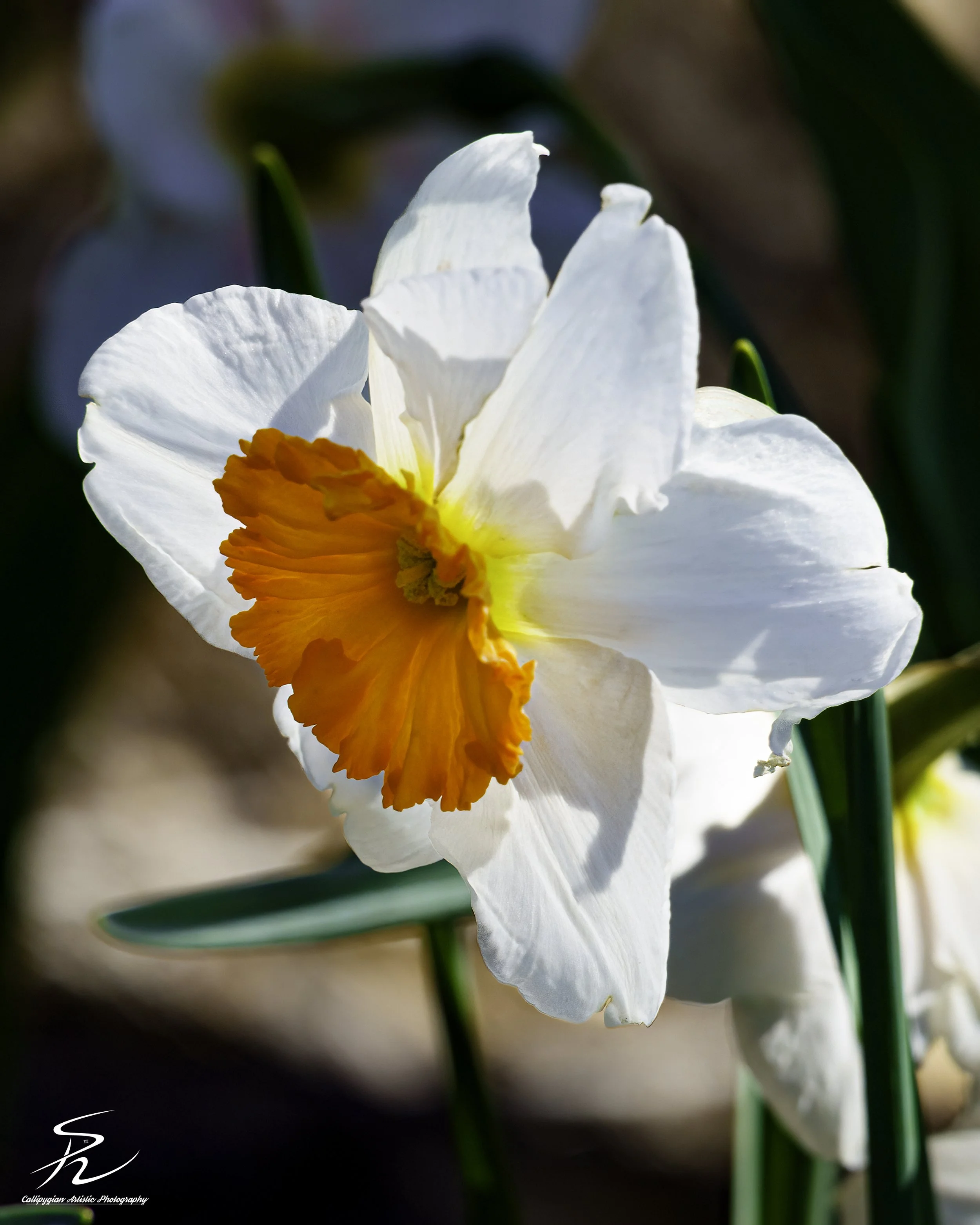 Daffodil
