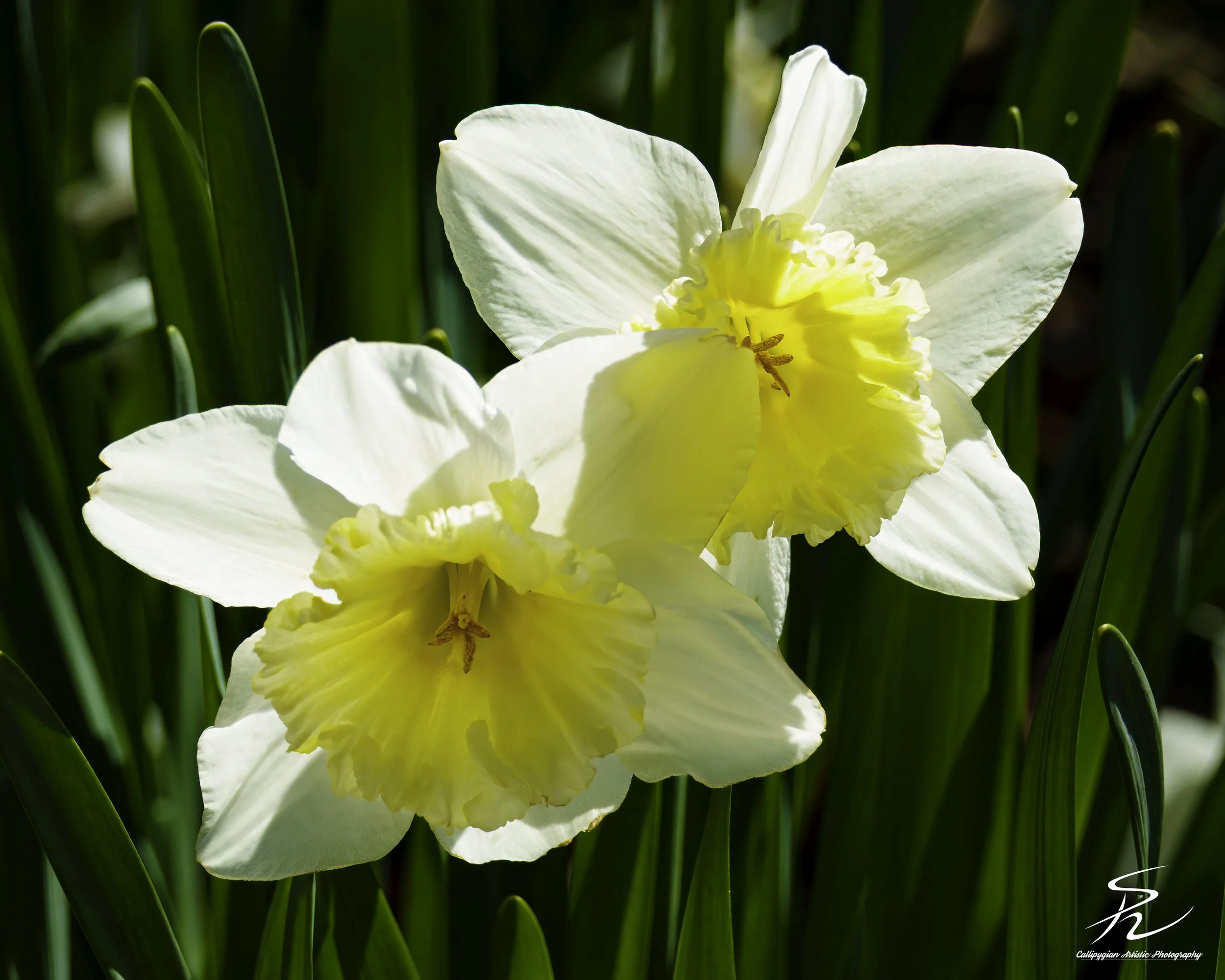 Yellow Daffodil