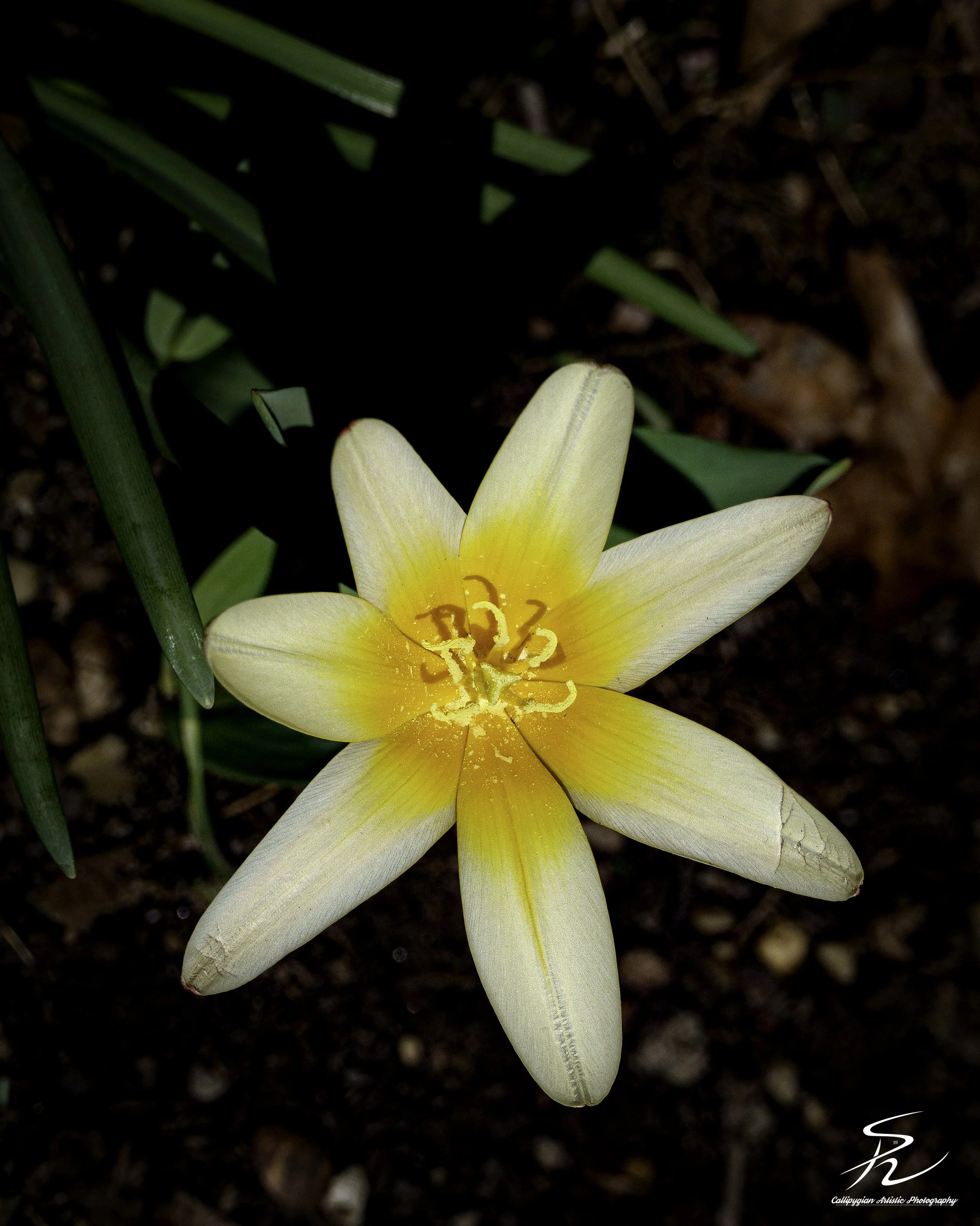 Tulip Turkestanica