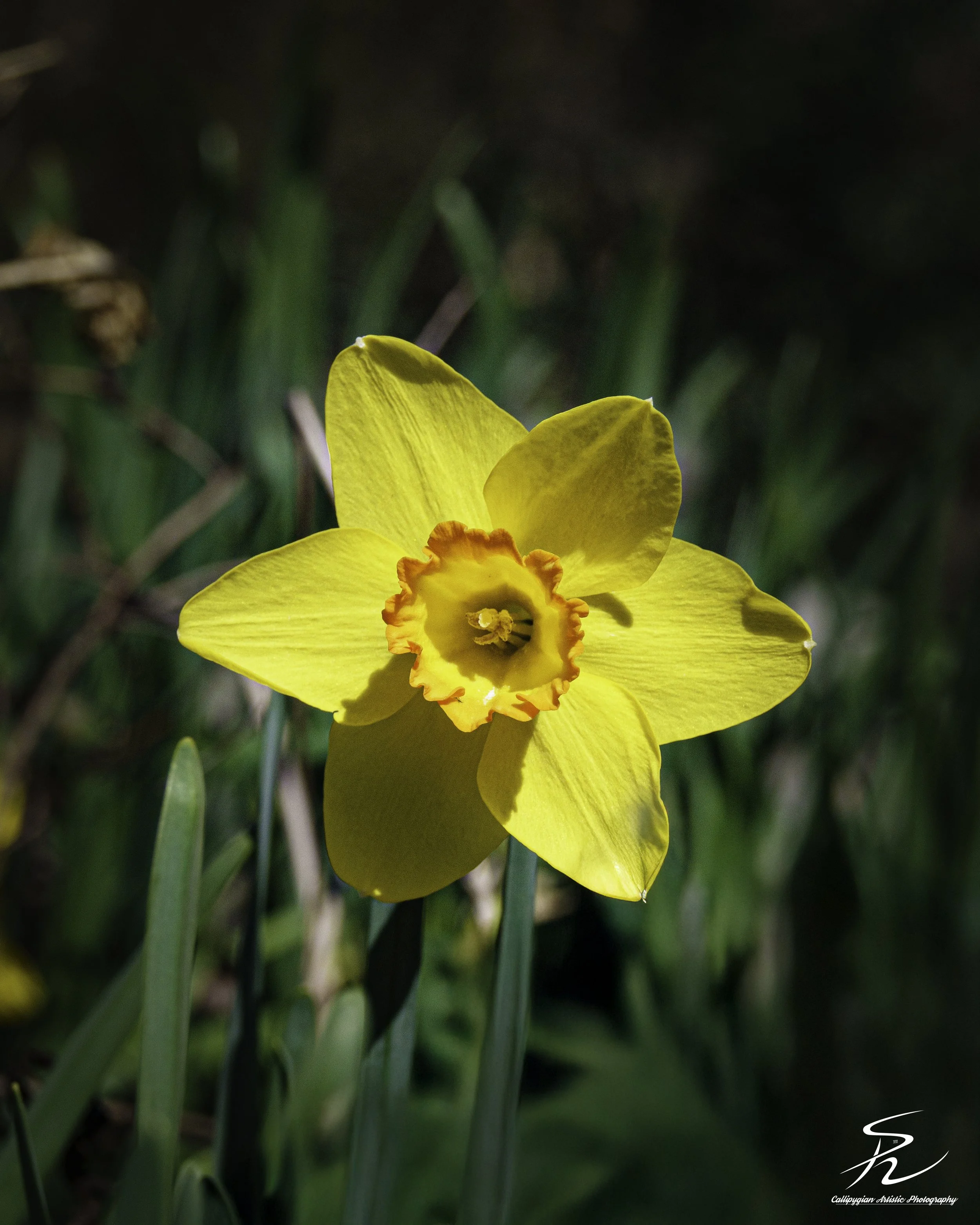 Daffodil