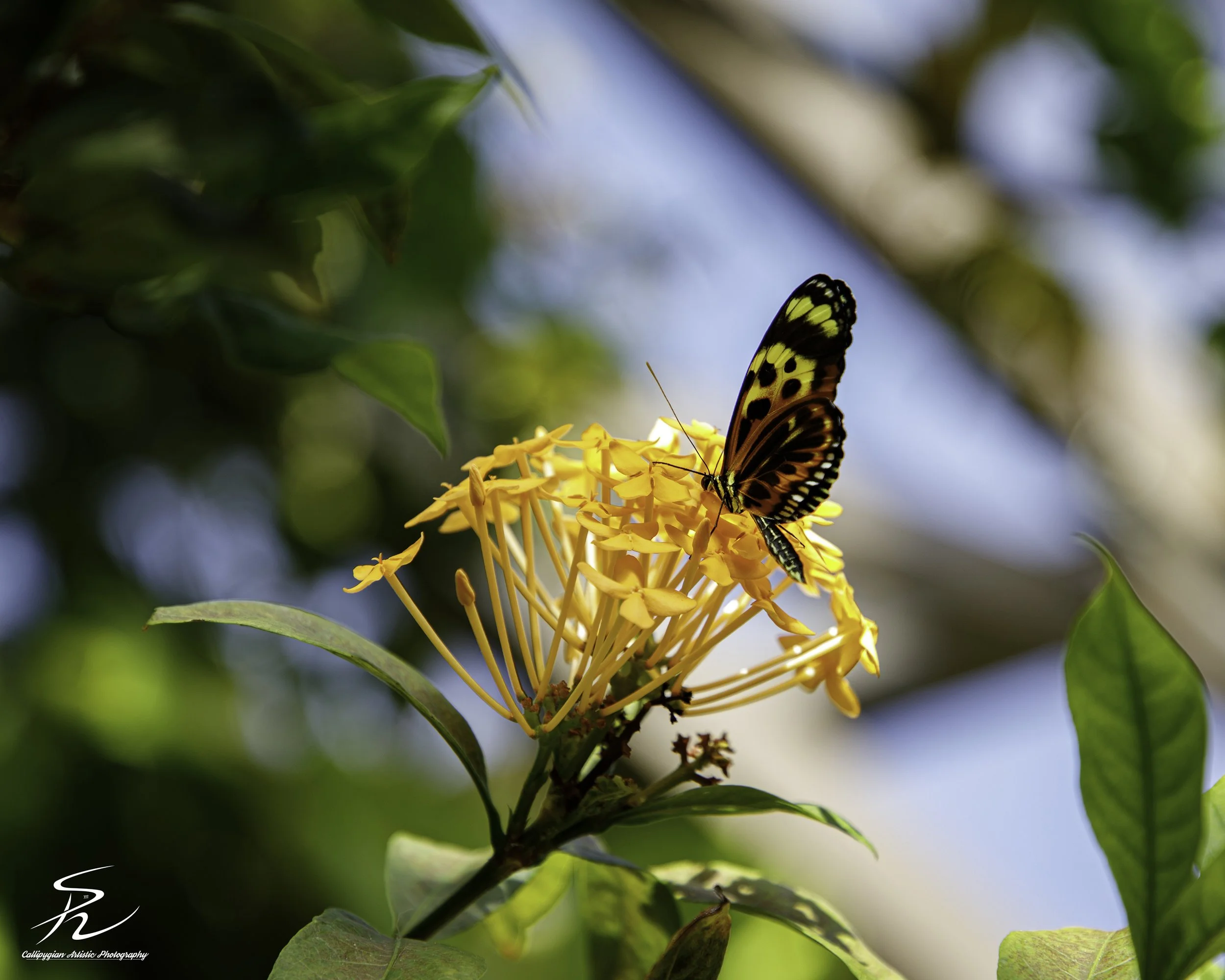 Jungle Geranium with a Melinaea Butterfly