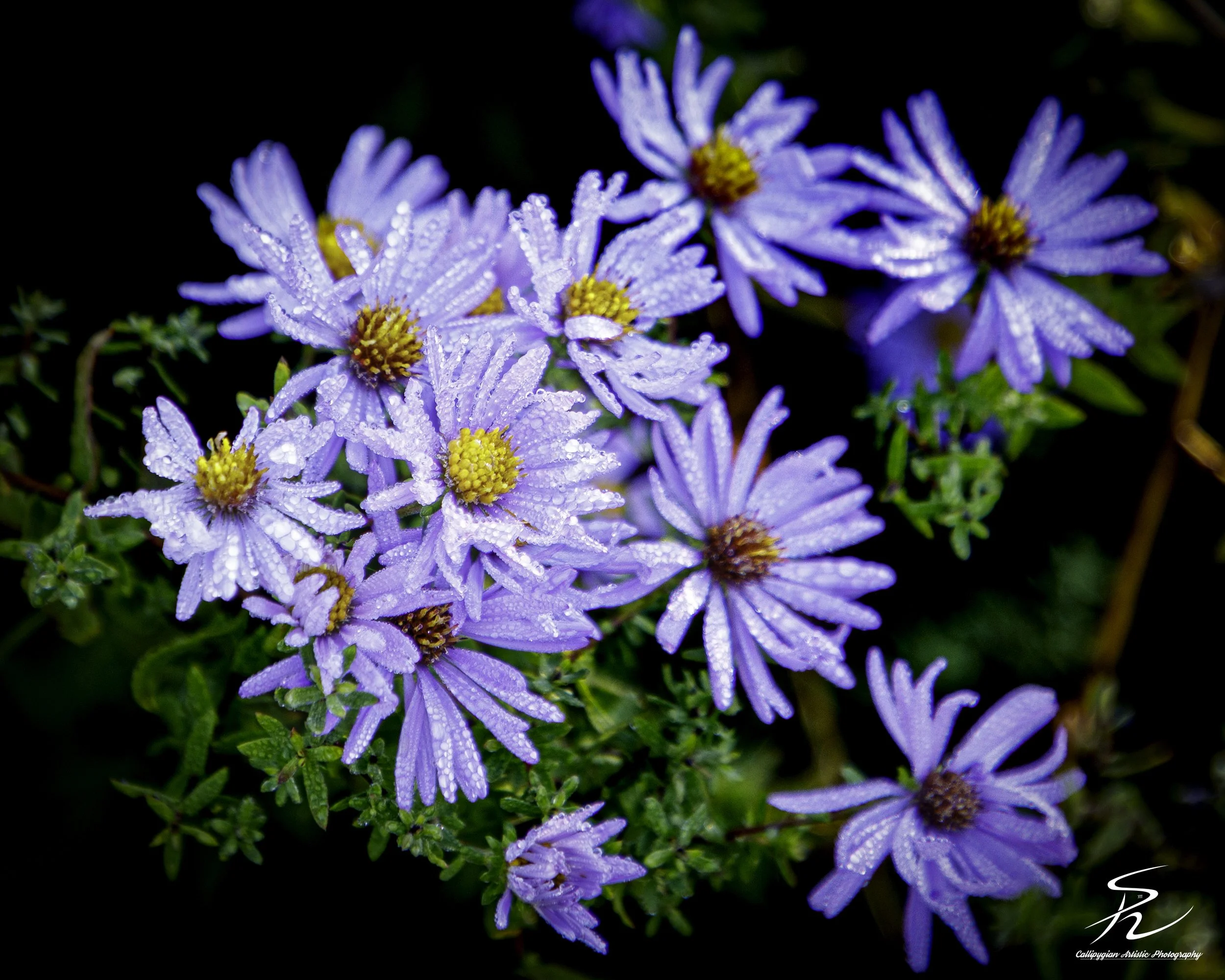 European Michaelmas-daisy