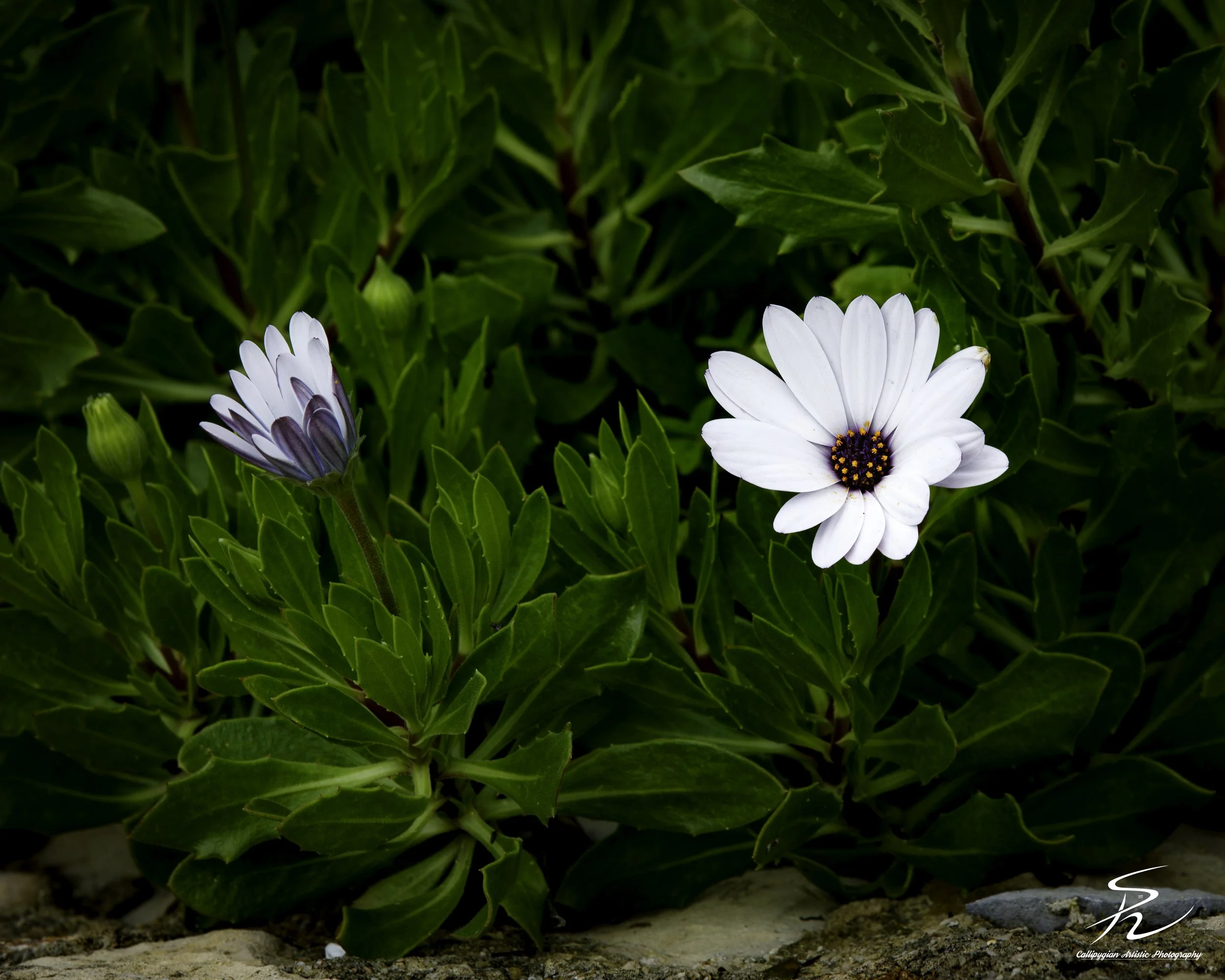 African Daisy