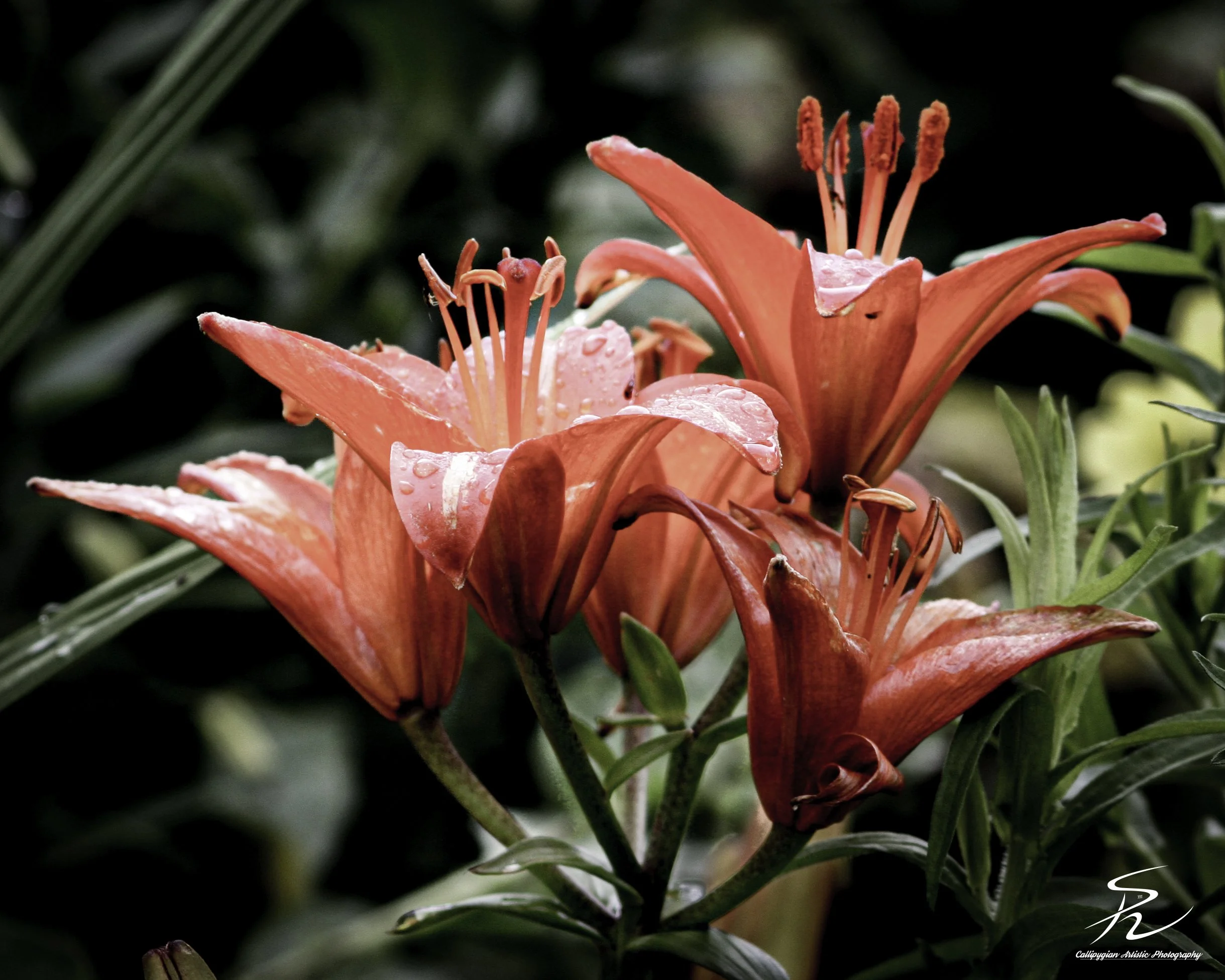 Wood Lily