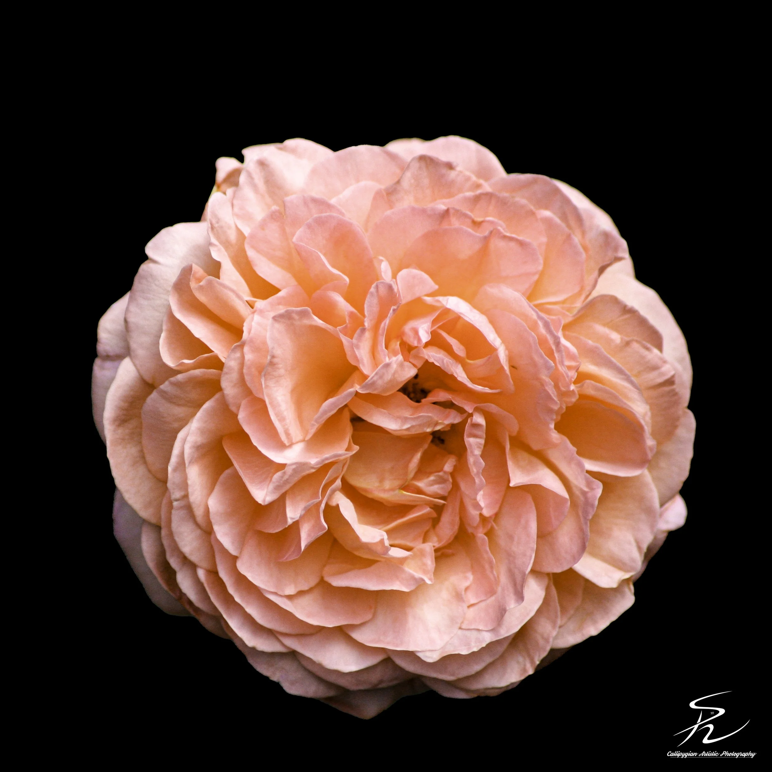 Garden Rose