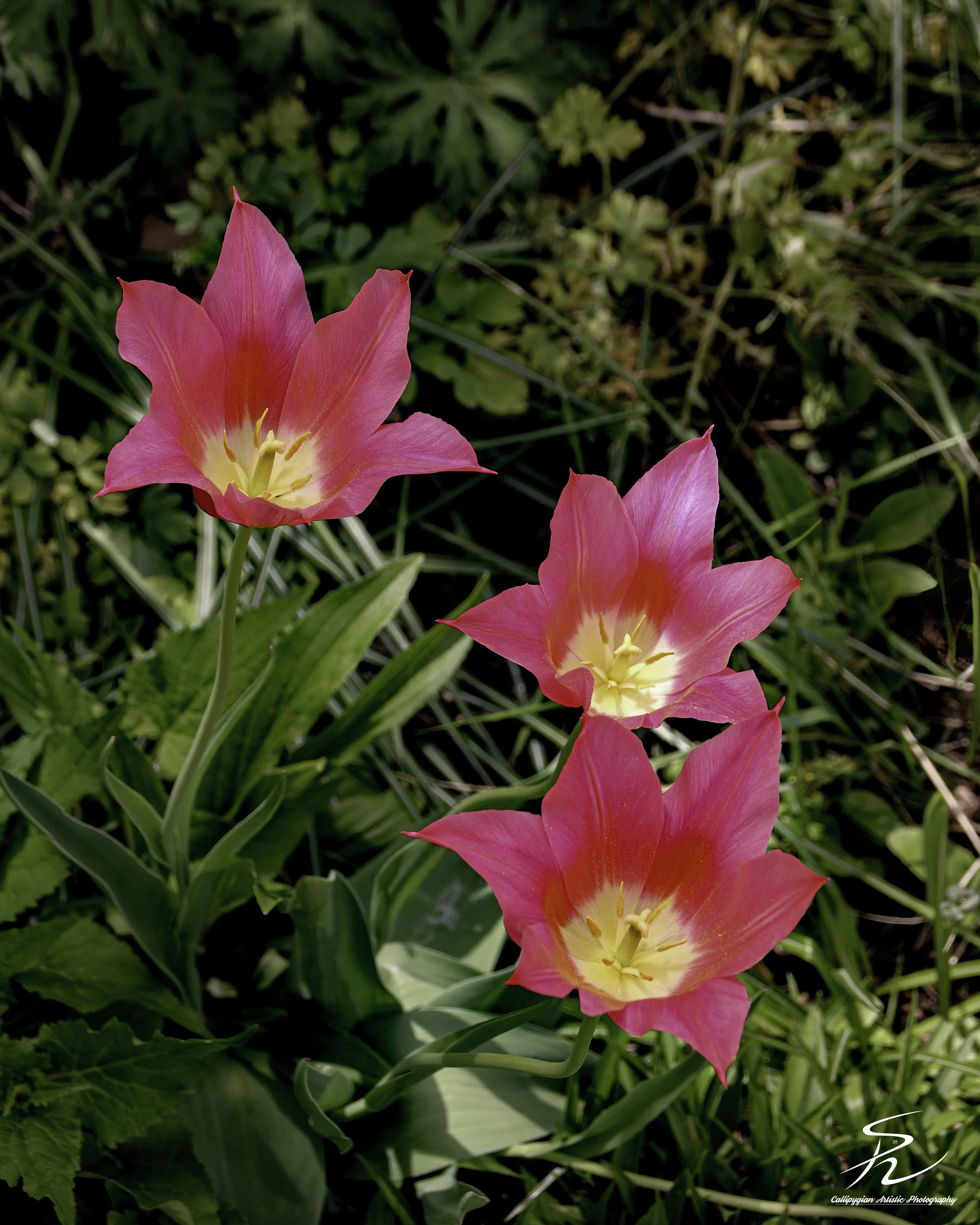 Red Tulip