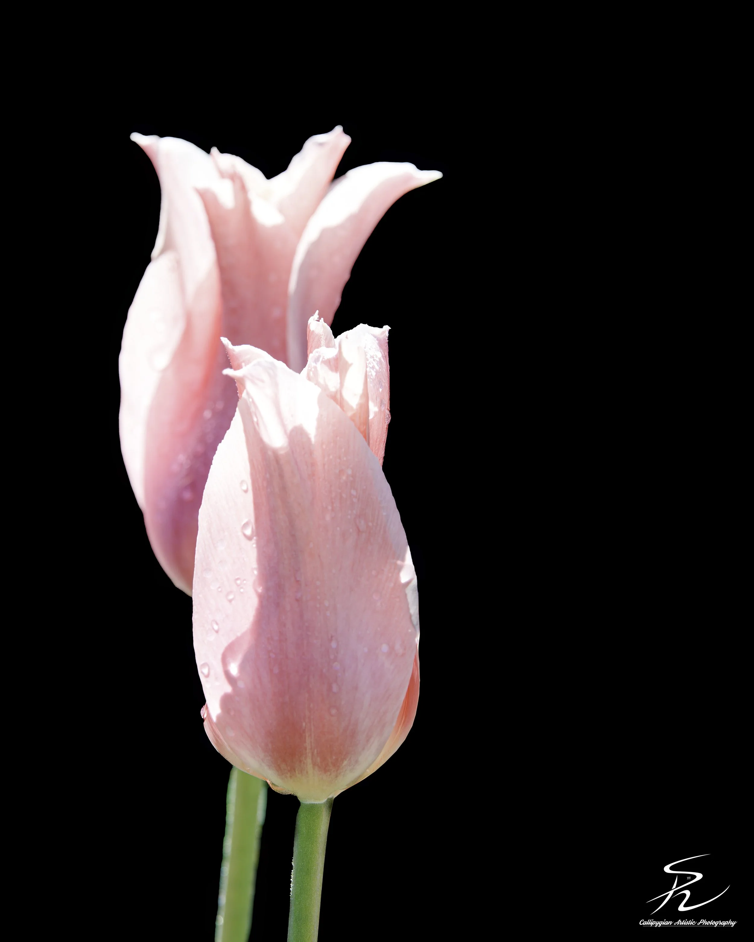 Tulip