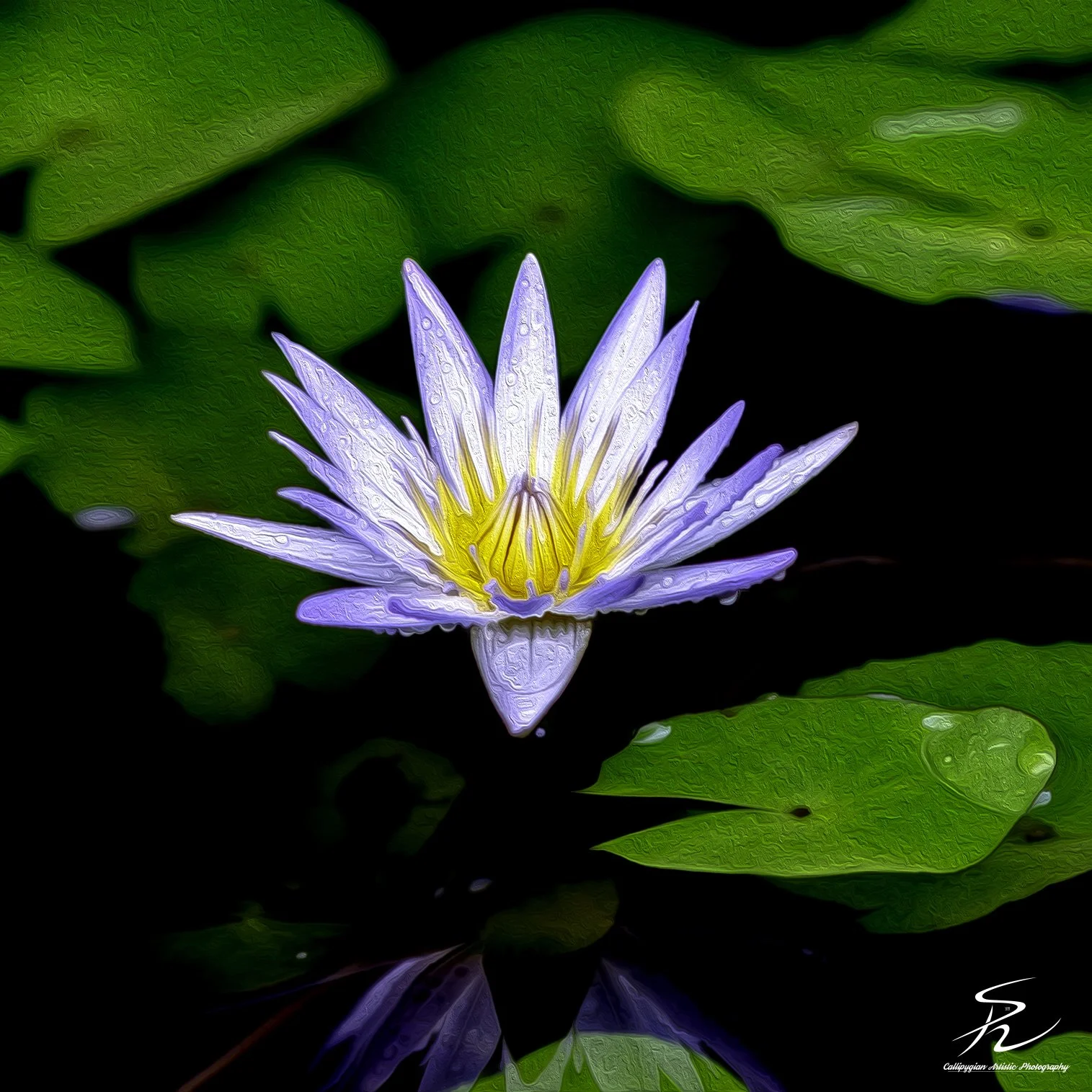 Lotus Flower