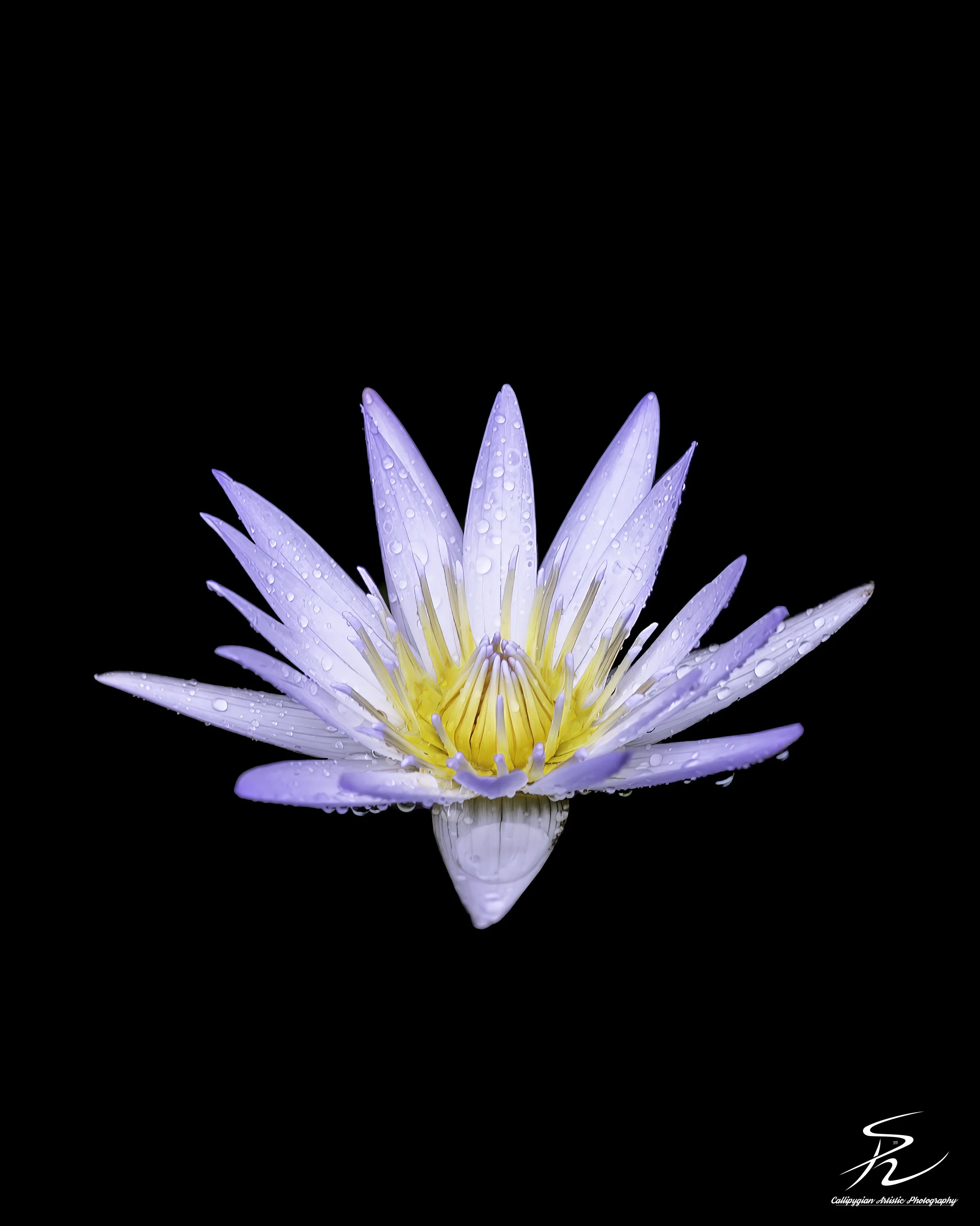 Lotus Flower