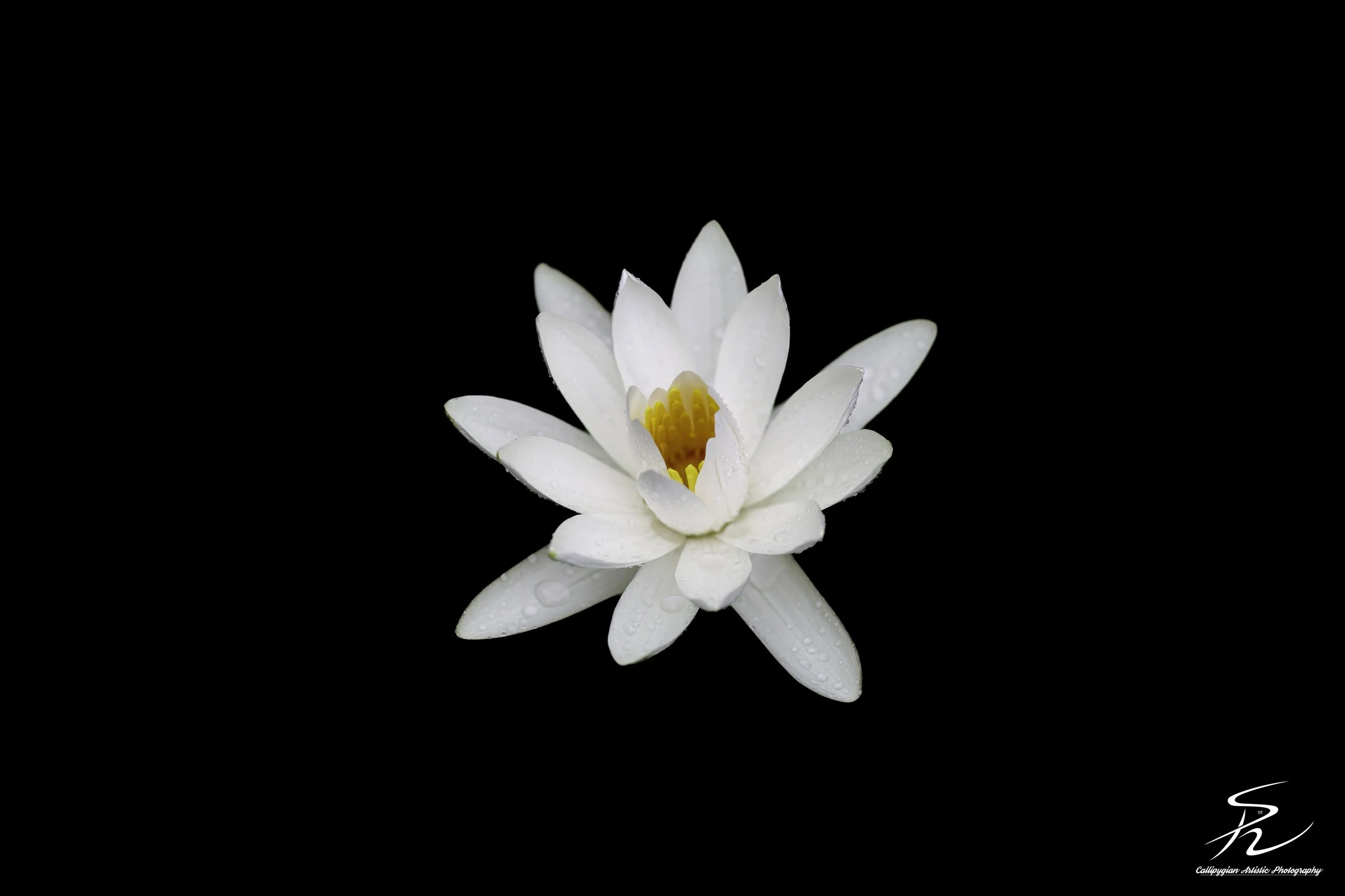White Water Lily