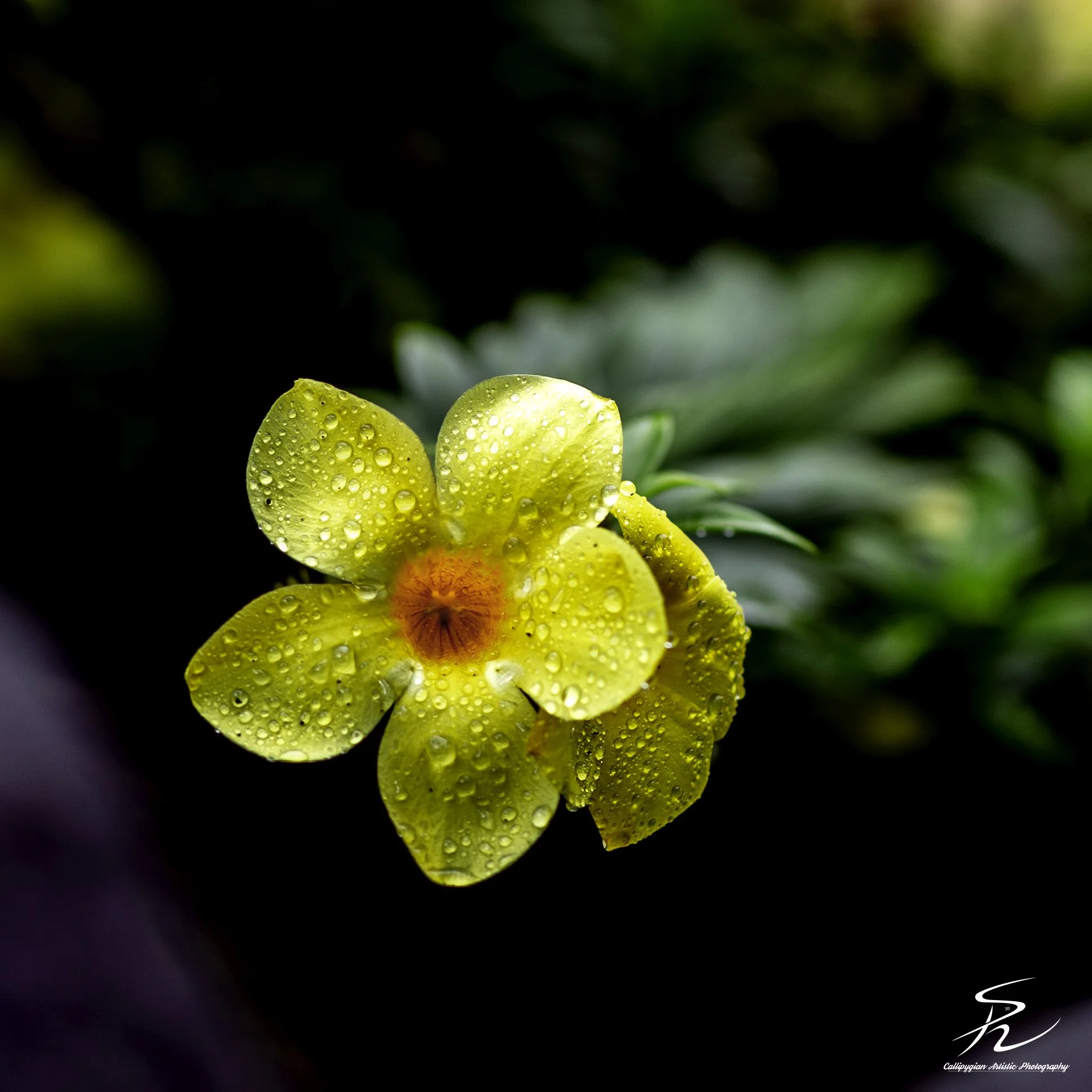 Rocktrumpet