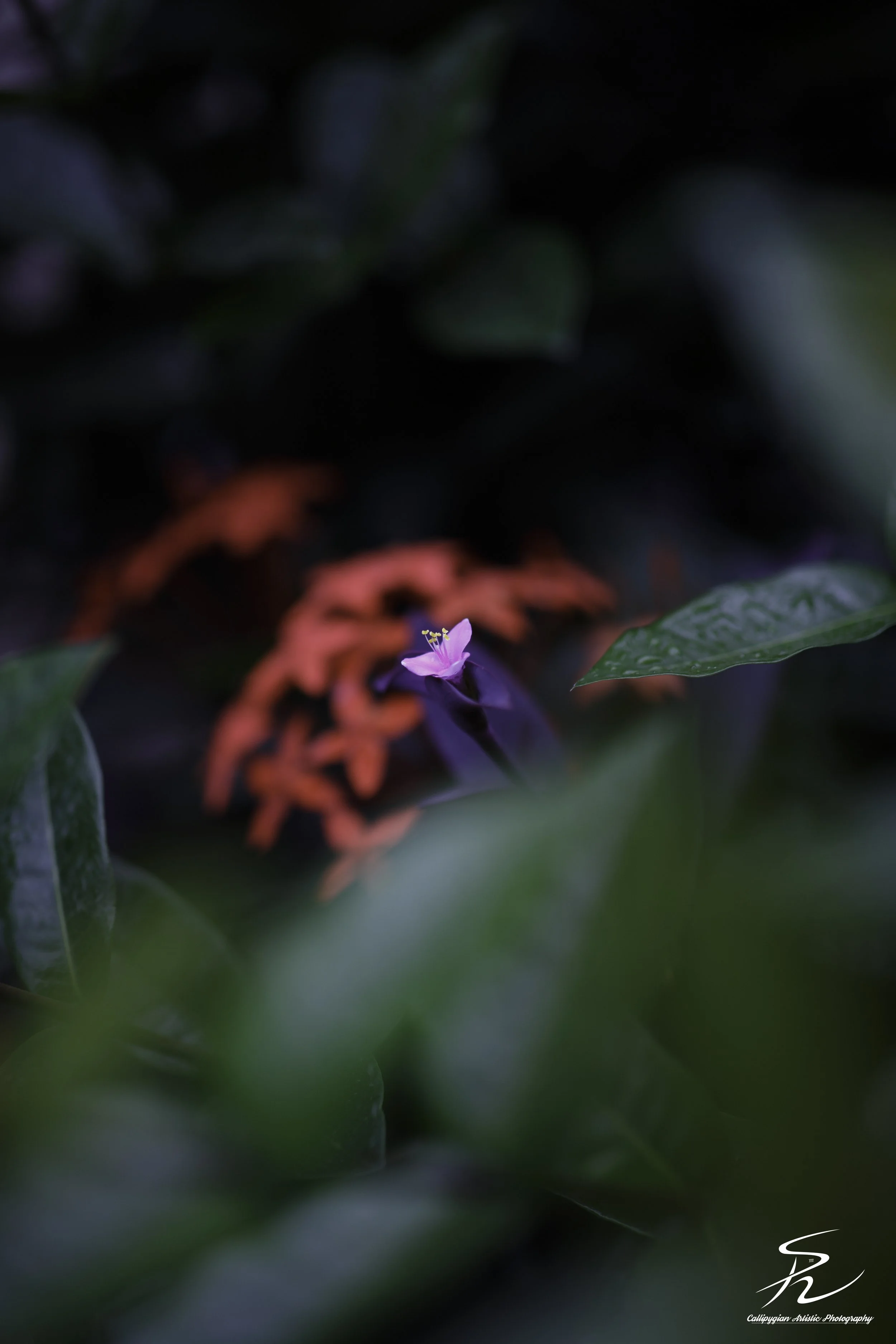 Waterleaf