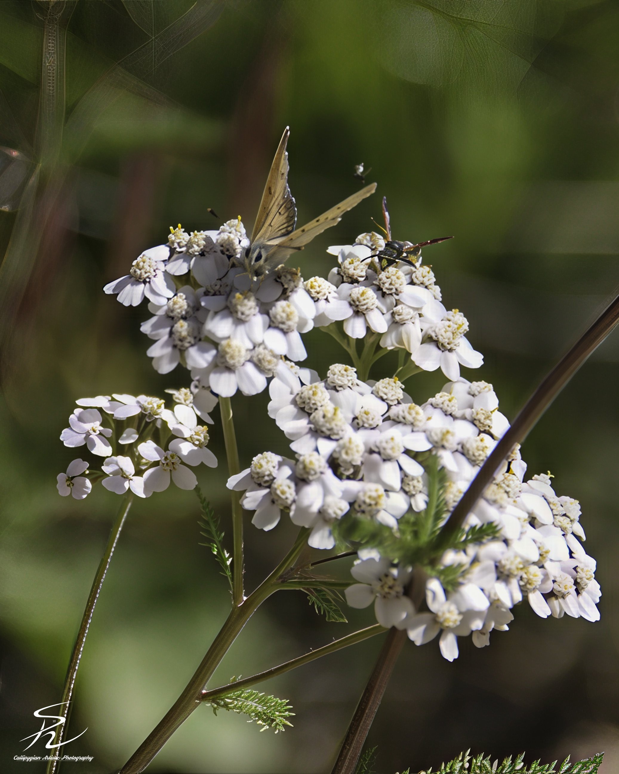 Yarrow