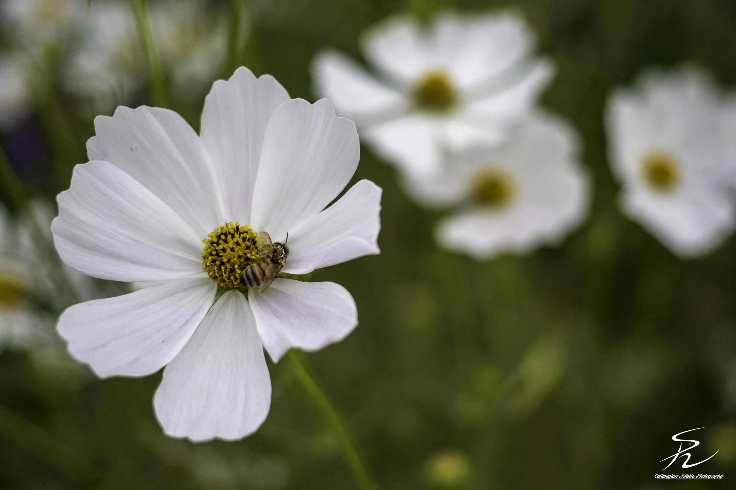 Garden Cosmos
