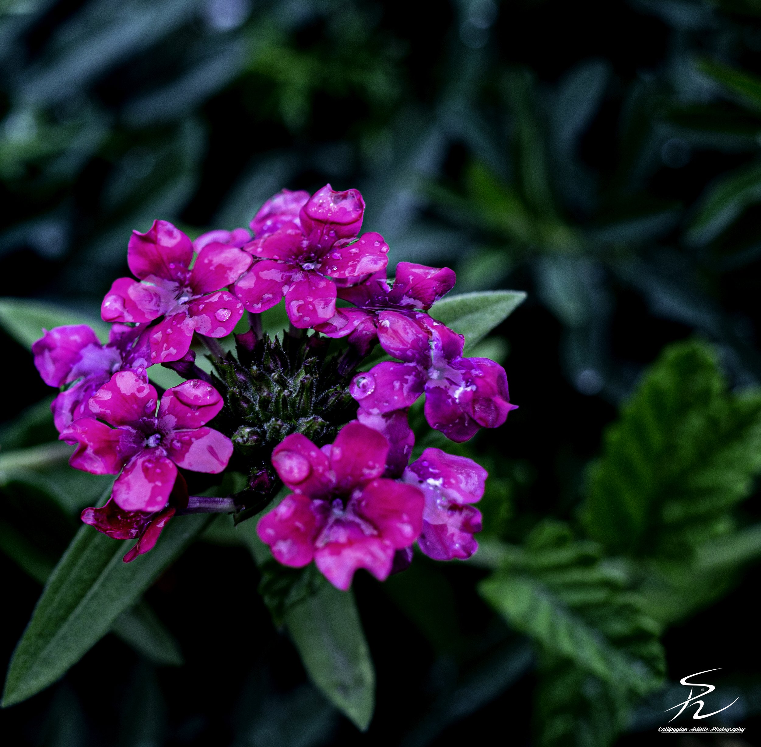 Garden Verbena